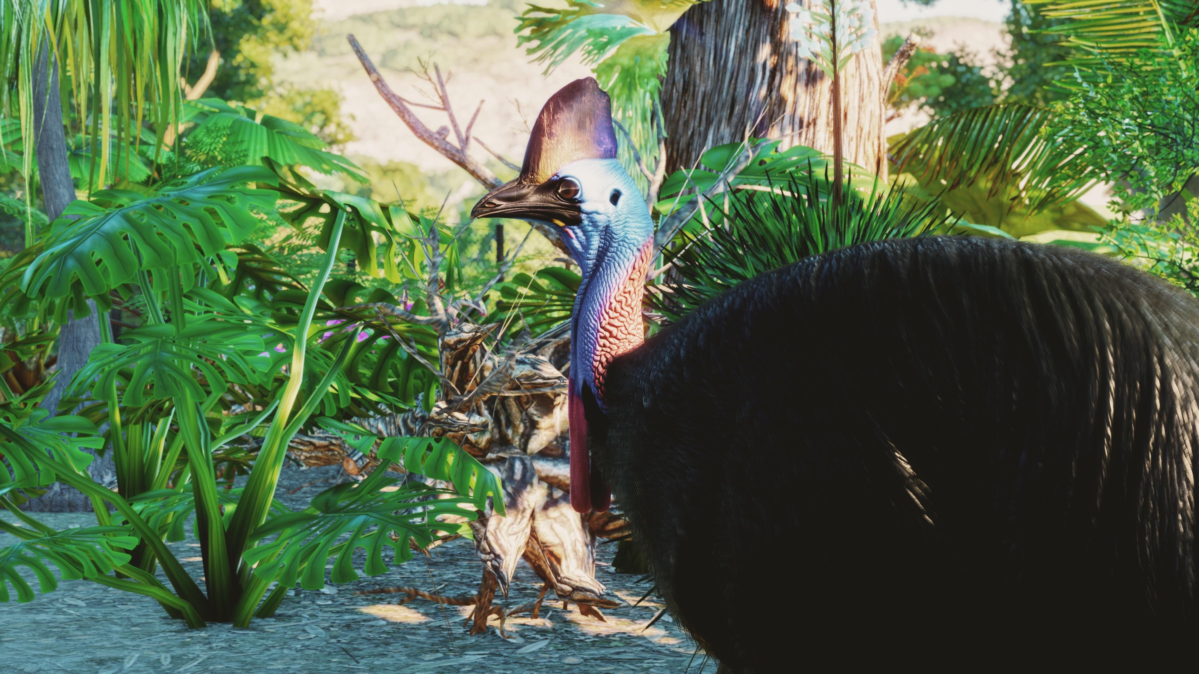 Southern cassowary, Unique appearance, Colorful casque, Elusive creature, 3840x2160 4K Desktop