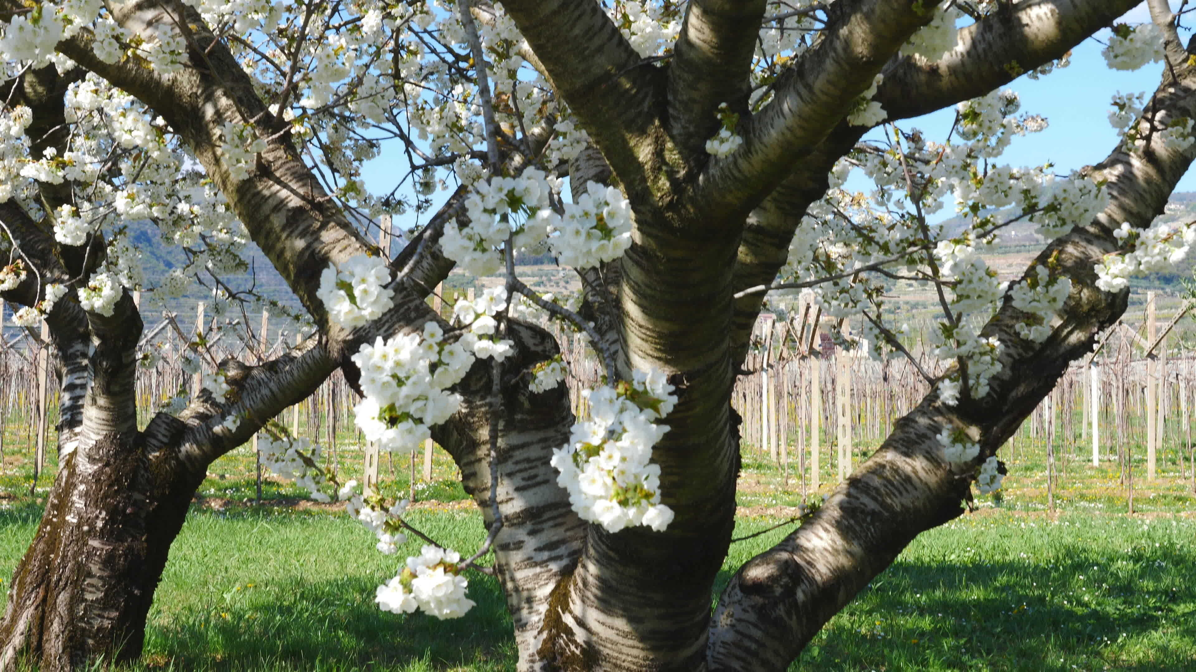 Blossom, Apple Trees Wallpaper, 3840x2160 4K Desktop