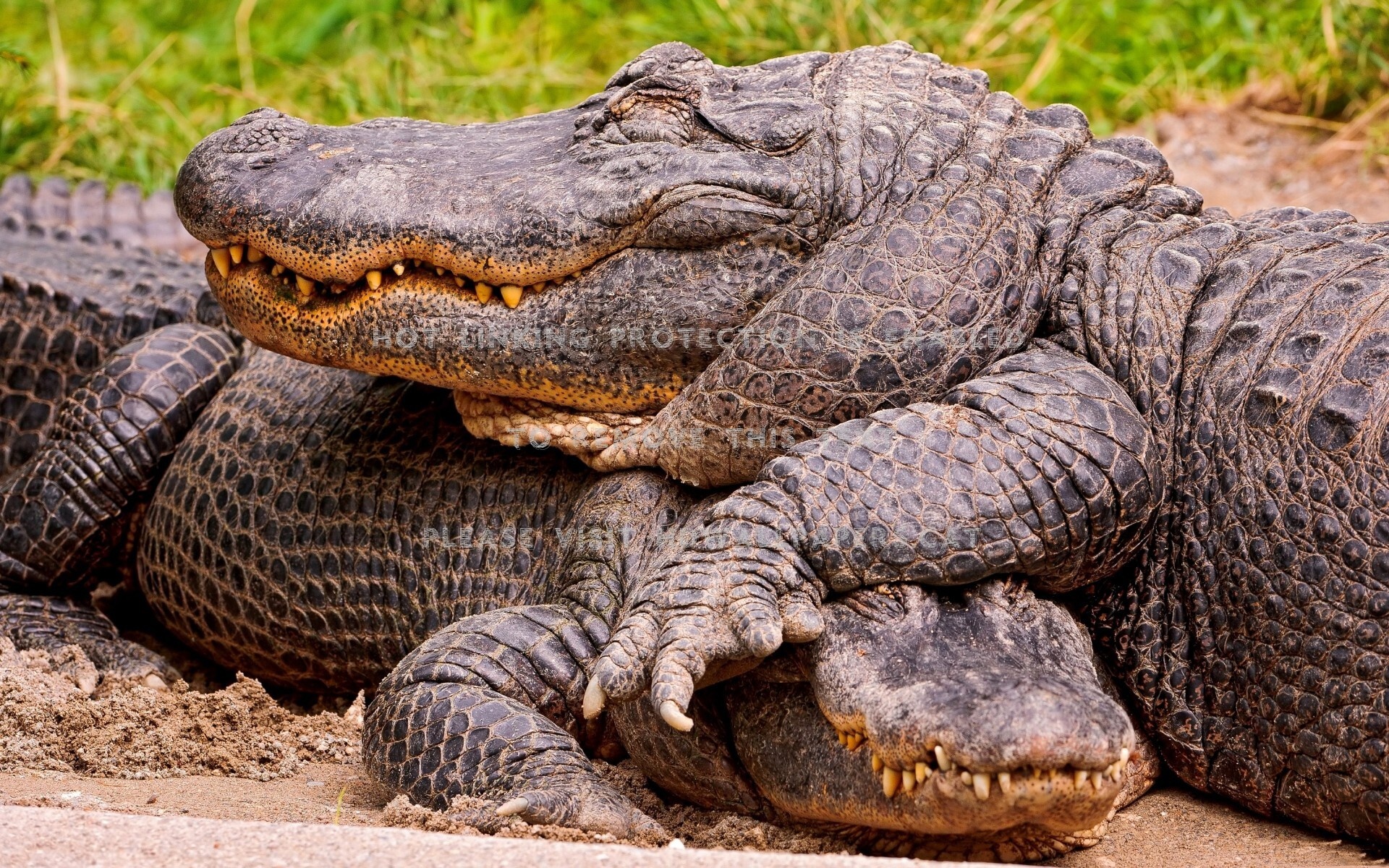 Couple, Crocodiles Wallpaper, 1920x1200 HD Desktop