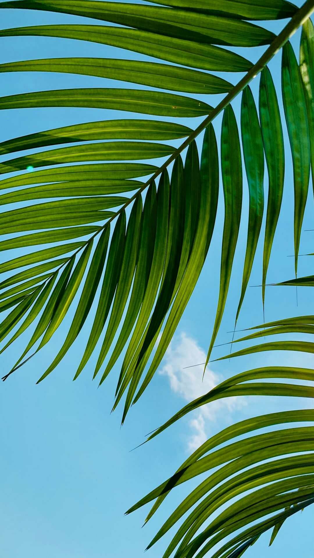 Leaf, Palm Trees Wallpaper, 1080x1920 Full HD Phone