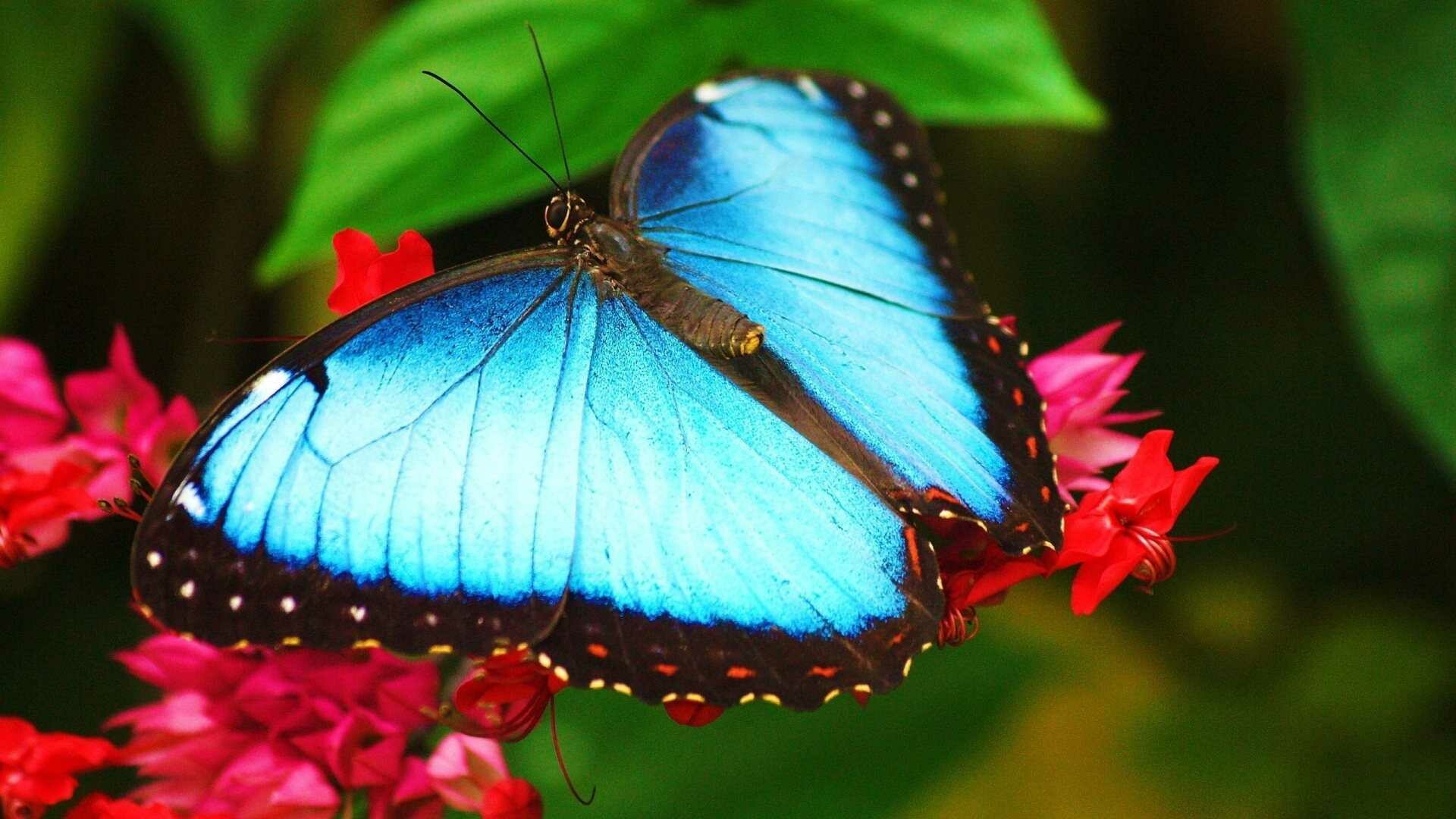 Morpho peleides, Butterflies Wallpaper, 1920x1080 Full HD Desktop