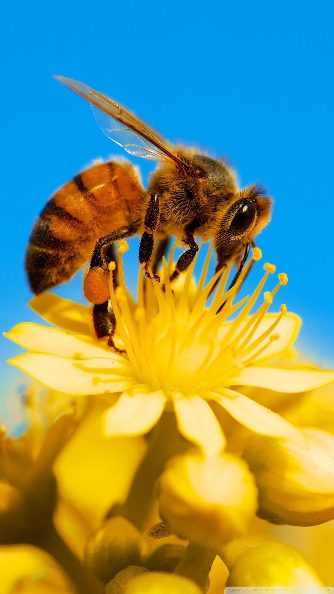 Honey bee wallpapers, Top backgrounds, Nature's wonders, Downloadable images, 1080x1920 Full HD Phone