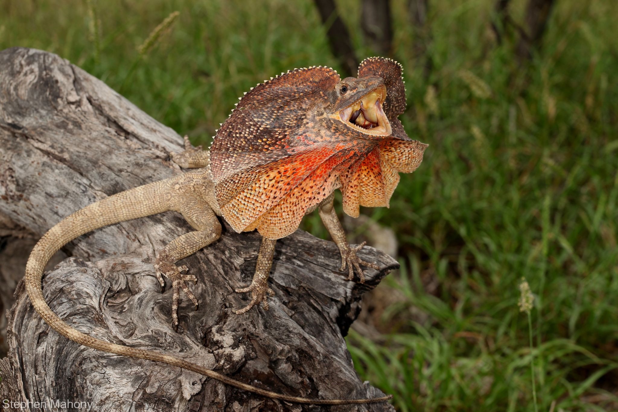 Chlamydosaurus kingii, Beautiful frilled lizard, Australian reptiles, Nature's art, 2050x1370 HD Desktop