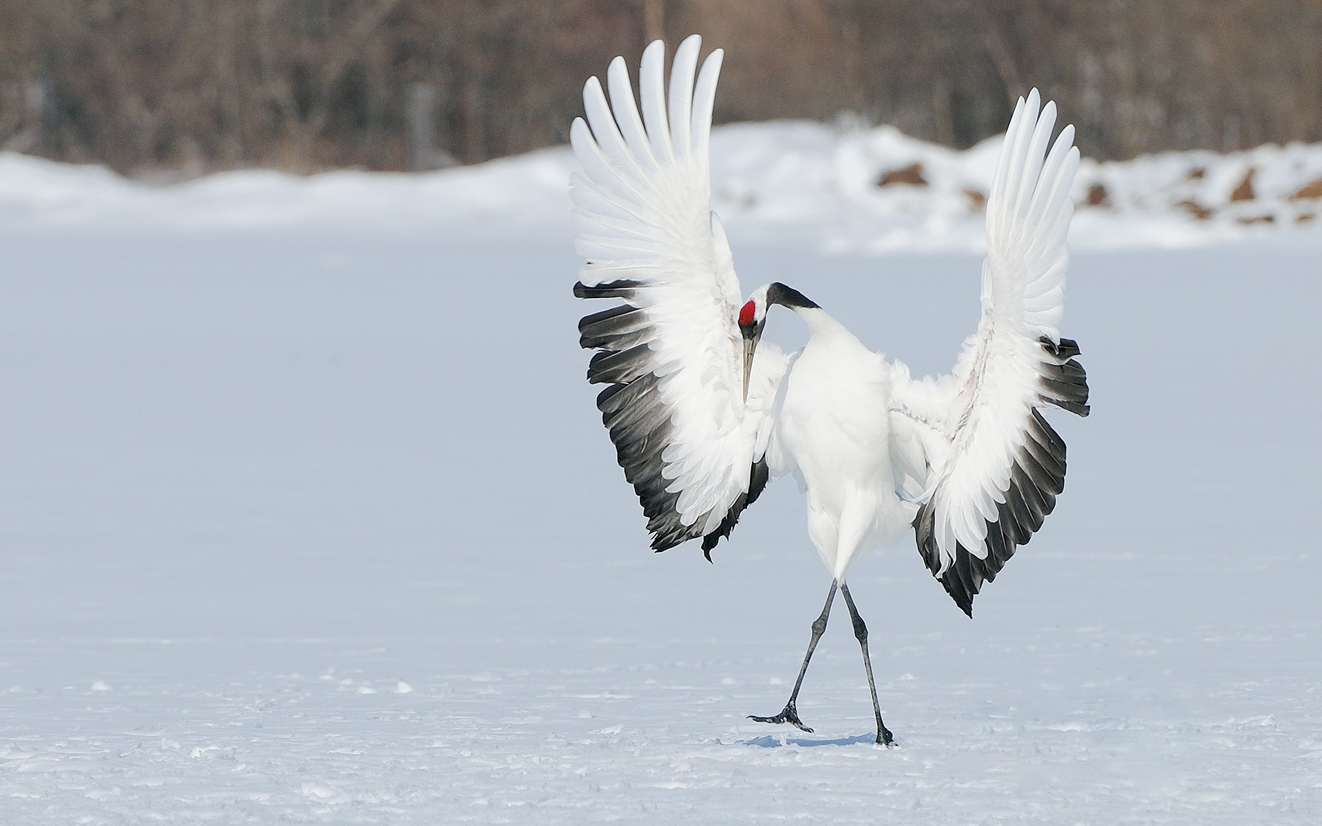 Crane bird, Peaceful scene, Tranquil ambiance, Nature's beauty, 1920x1200 HD Desktop