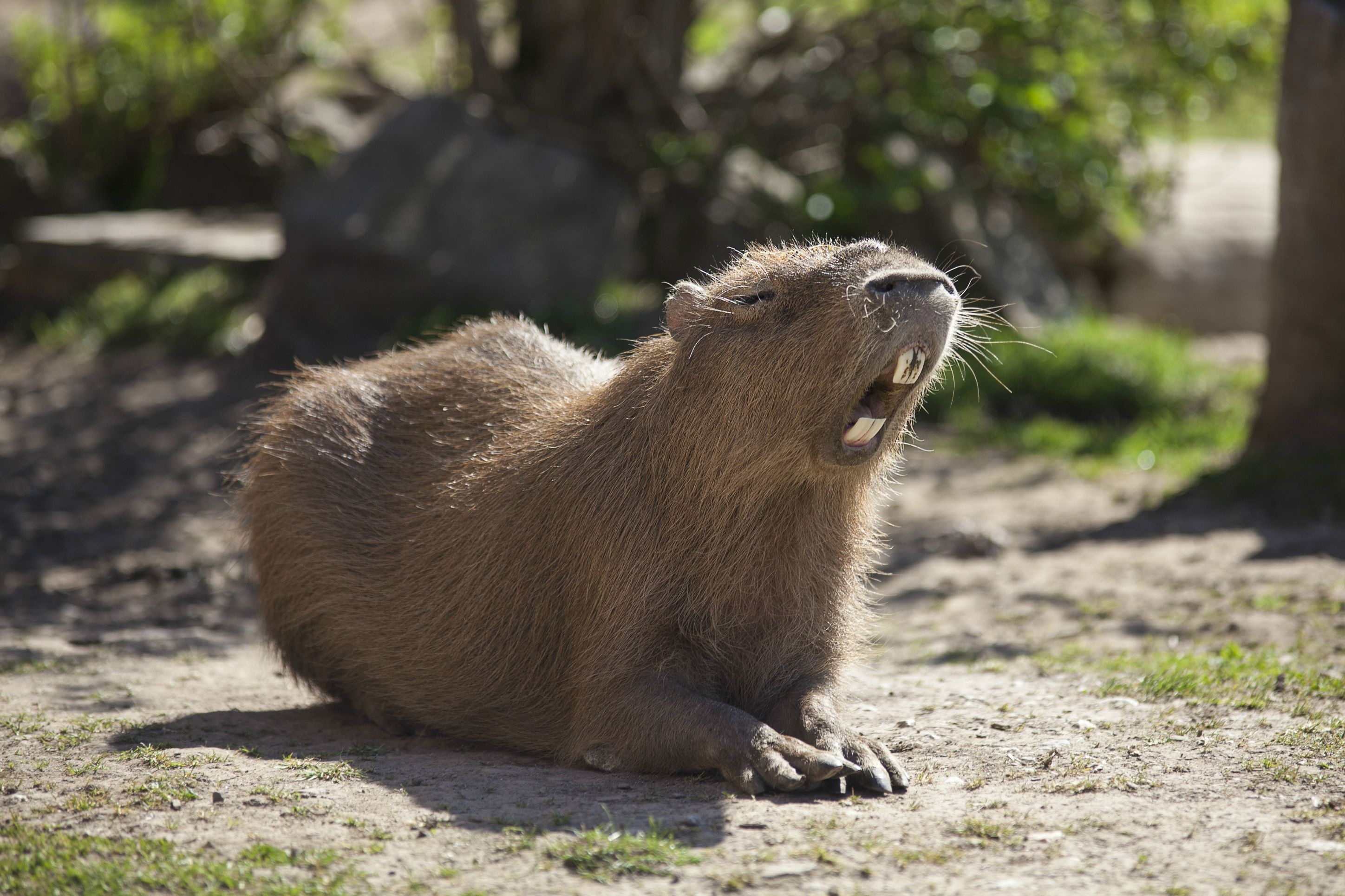 Capybara in 4K, High-quality picture, Adorable animals, 4K wallpaper, 2900x1940 HD Desktop