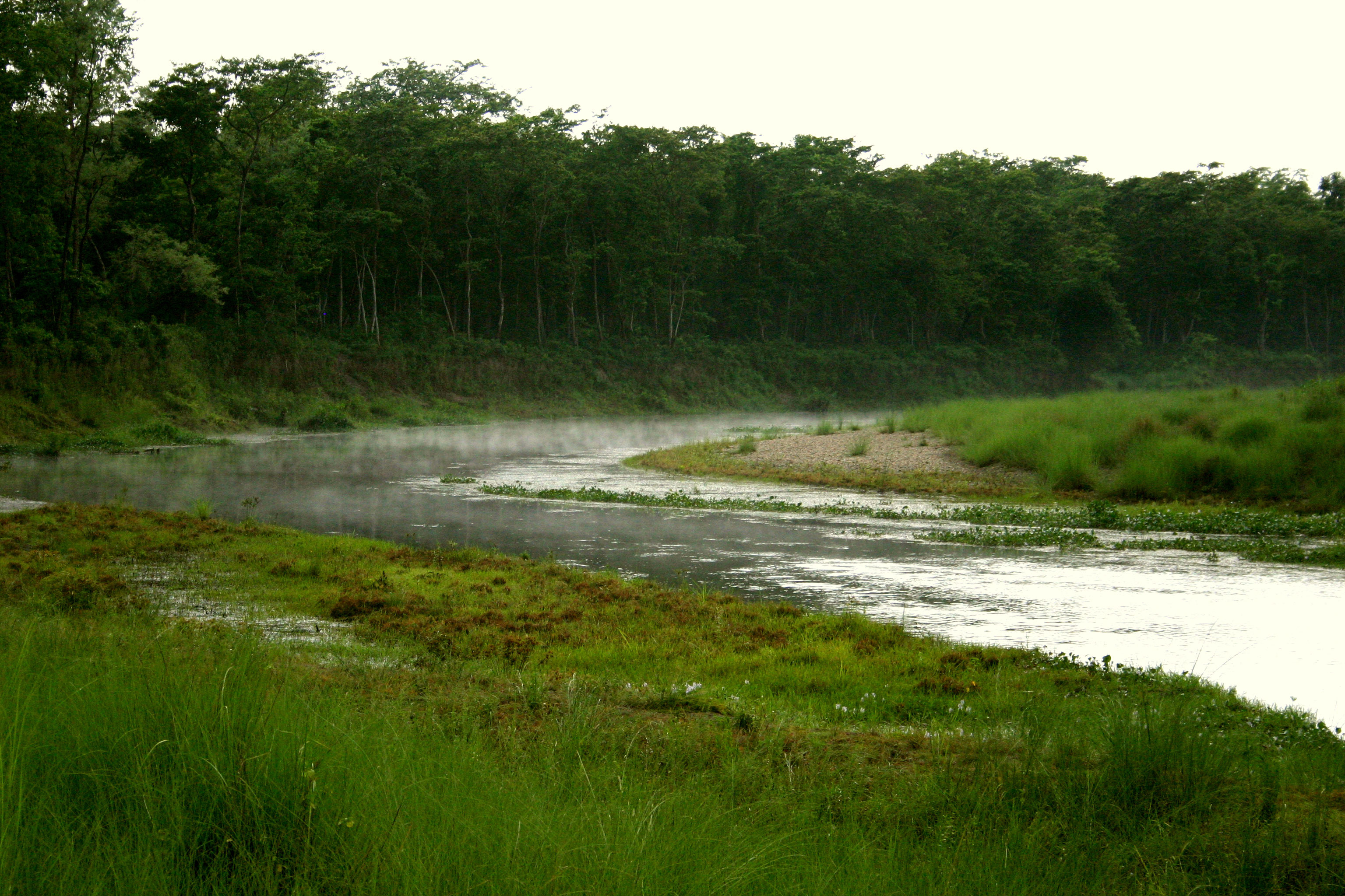 Chitwan National Park, Majestic tigers, Royal Bengal, Tiger encounters, 3080x2050 HD Desktop