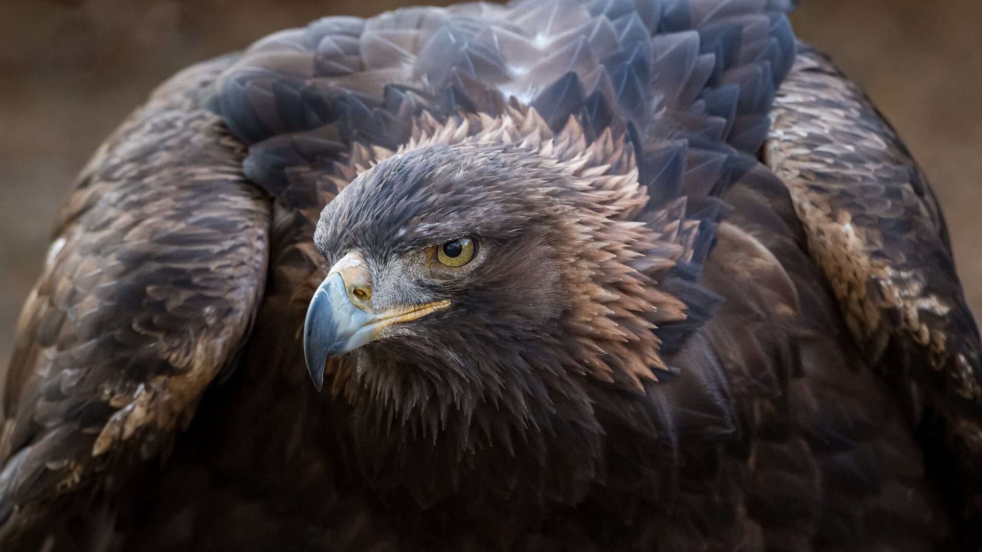 Bird of prey in gold, Detailed artwork, High-resolution beauty, Close-up view, 1920x1080 Full HD Desktop