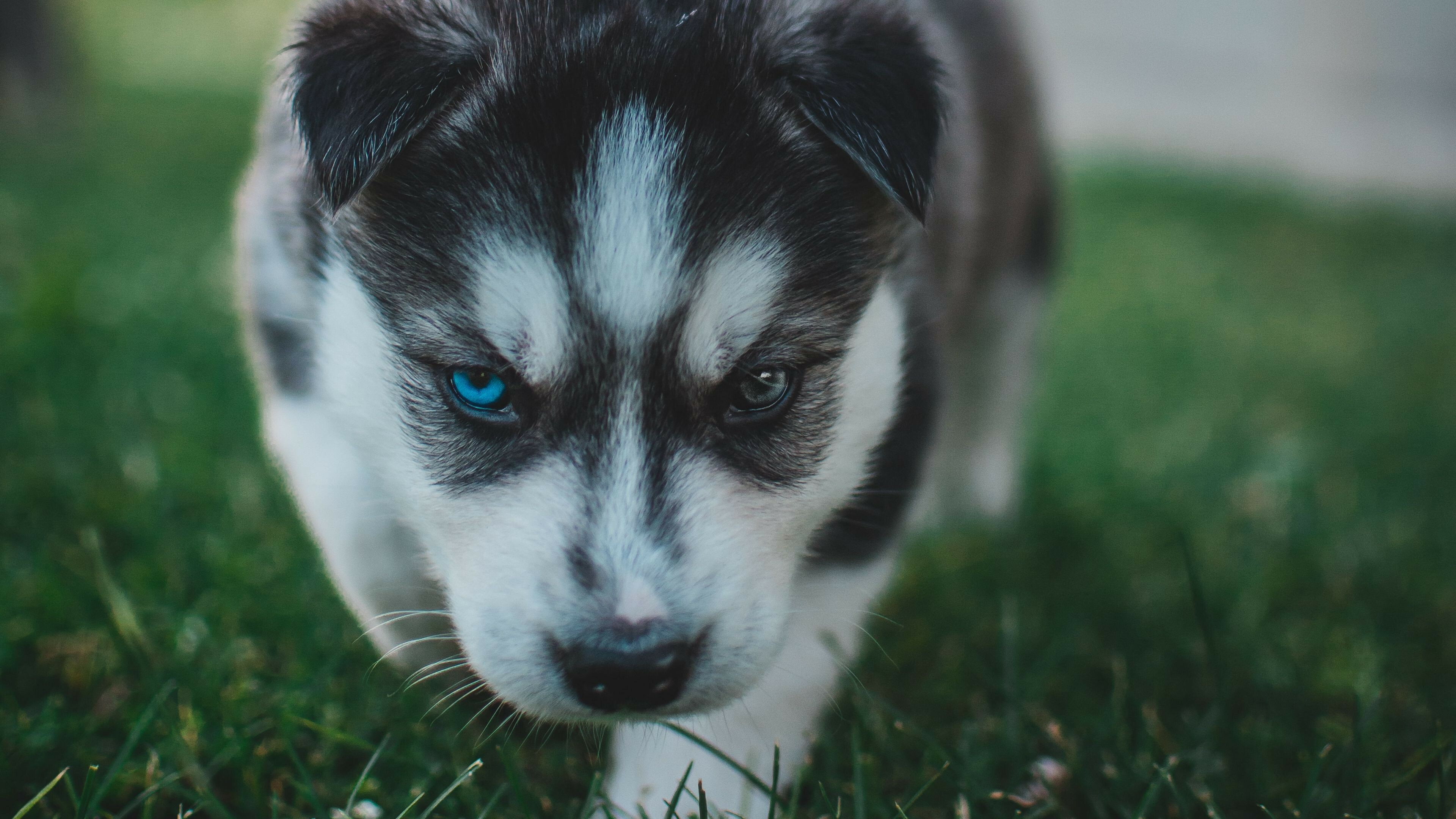 Husky, Puppies Wallpaper, 3840x2160 4K Desktop