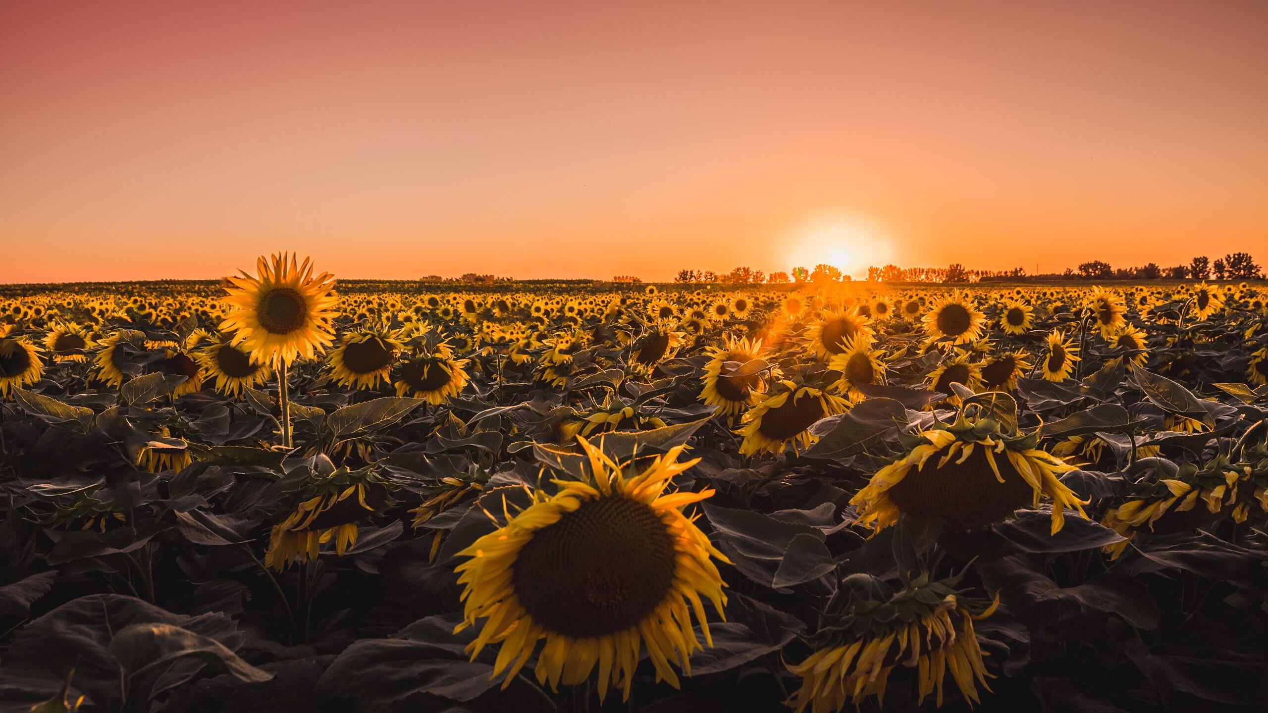 Sunflowers farm, Golden hour, 5K resolution, Vibrant colors, 2560x1440 HD Desktop