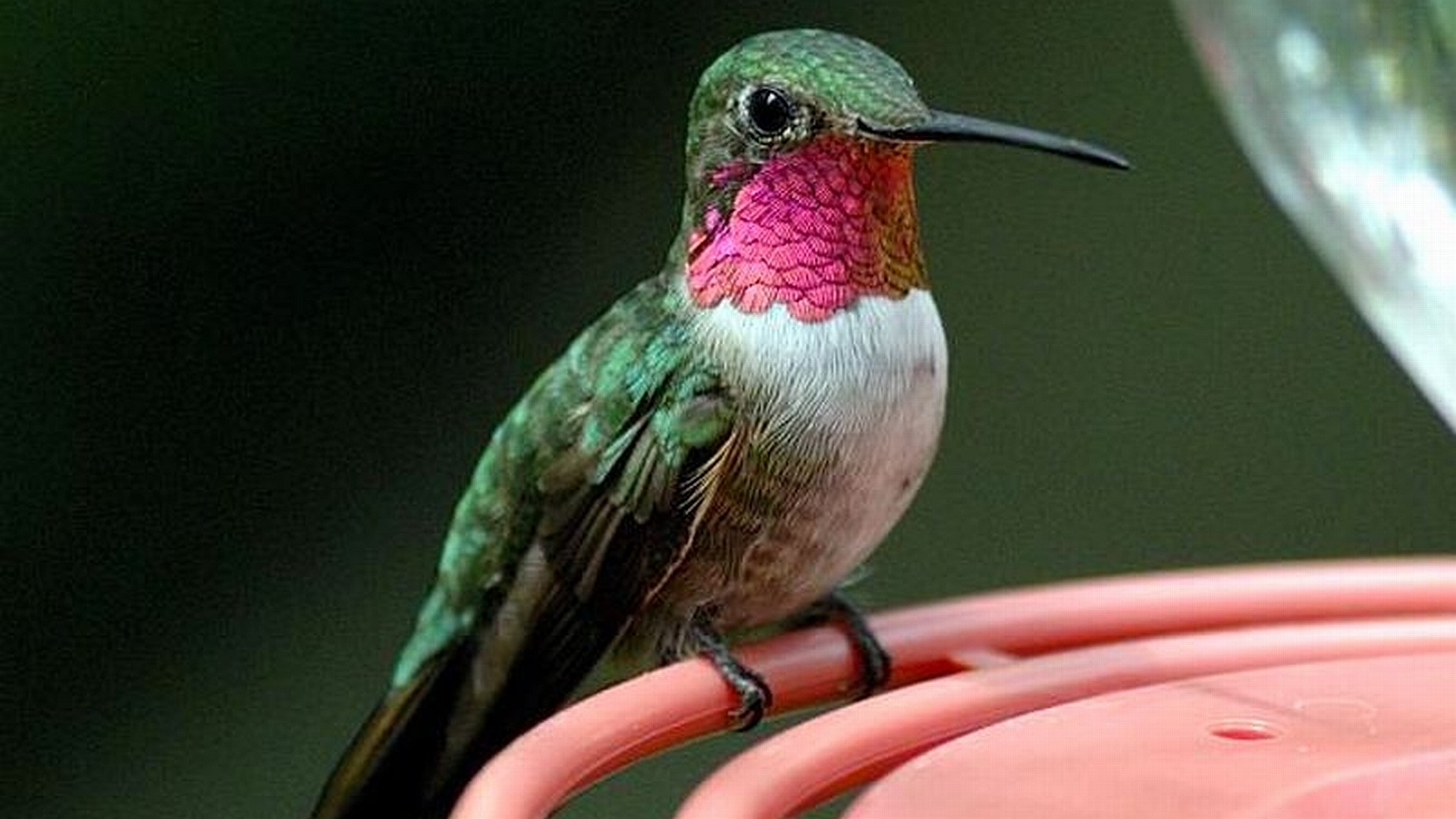 Broad-tailed, Hummingbirds Wallpaper, 1920x1080 Full HD Desktop