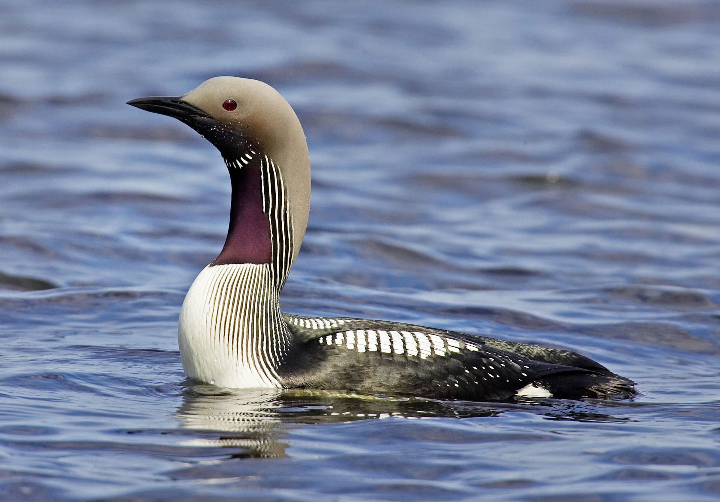 Arctic loon, Pet birds, Beautiful birds, 2400x1680 HD Desktop