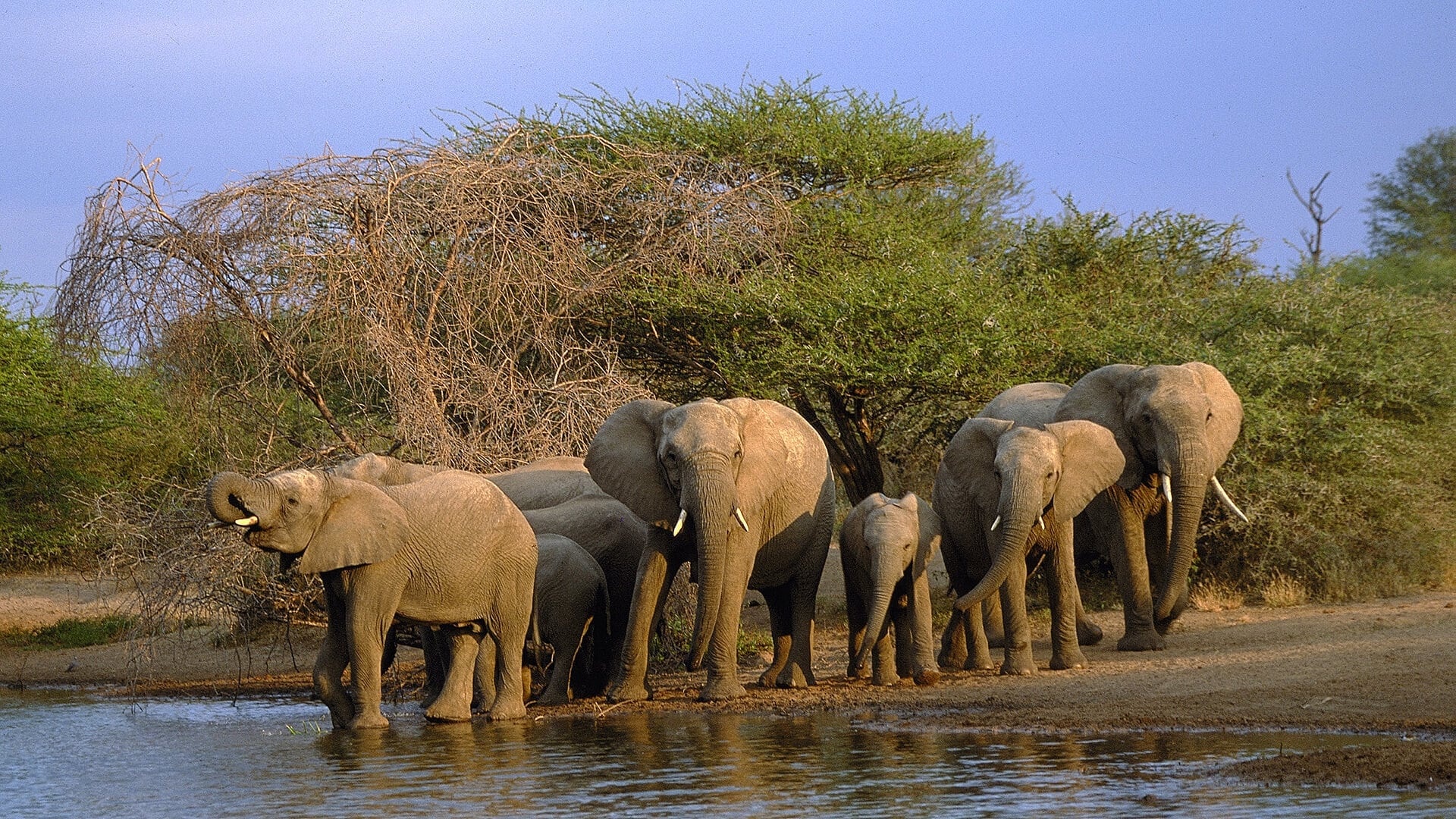 Kruger National Park, African wildlife, Safari adventures, Breathtaking landscapes, 1920x1080 Full HD Desktop