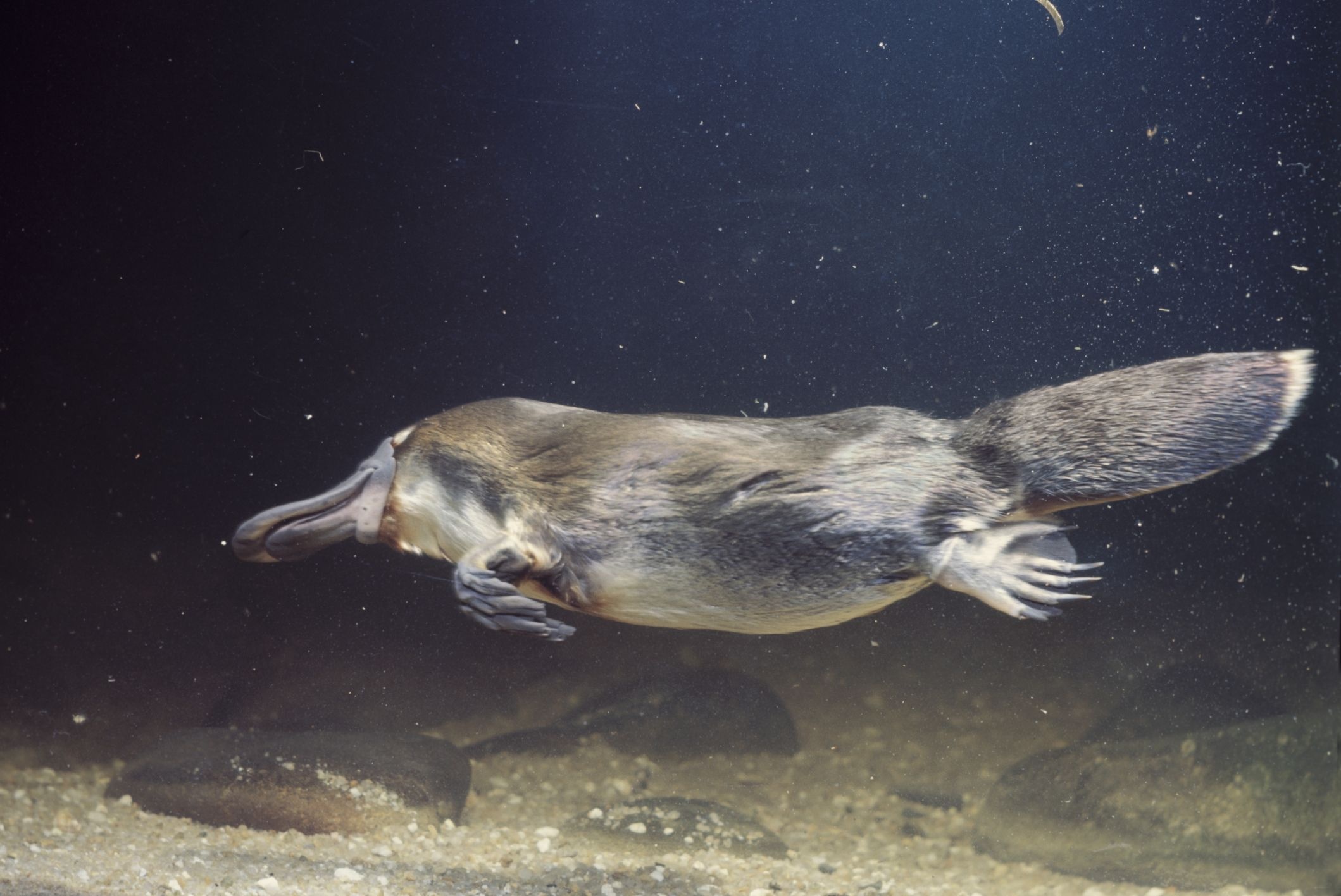 Platypus, Acute animal, Fascinating features, Curious nature, 2120x1420 HD Desktop