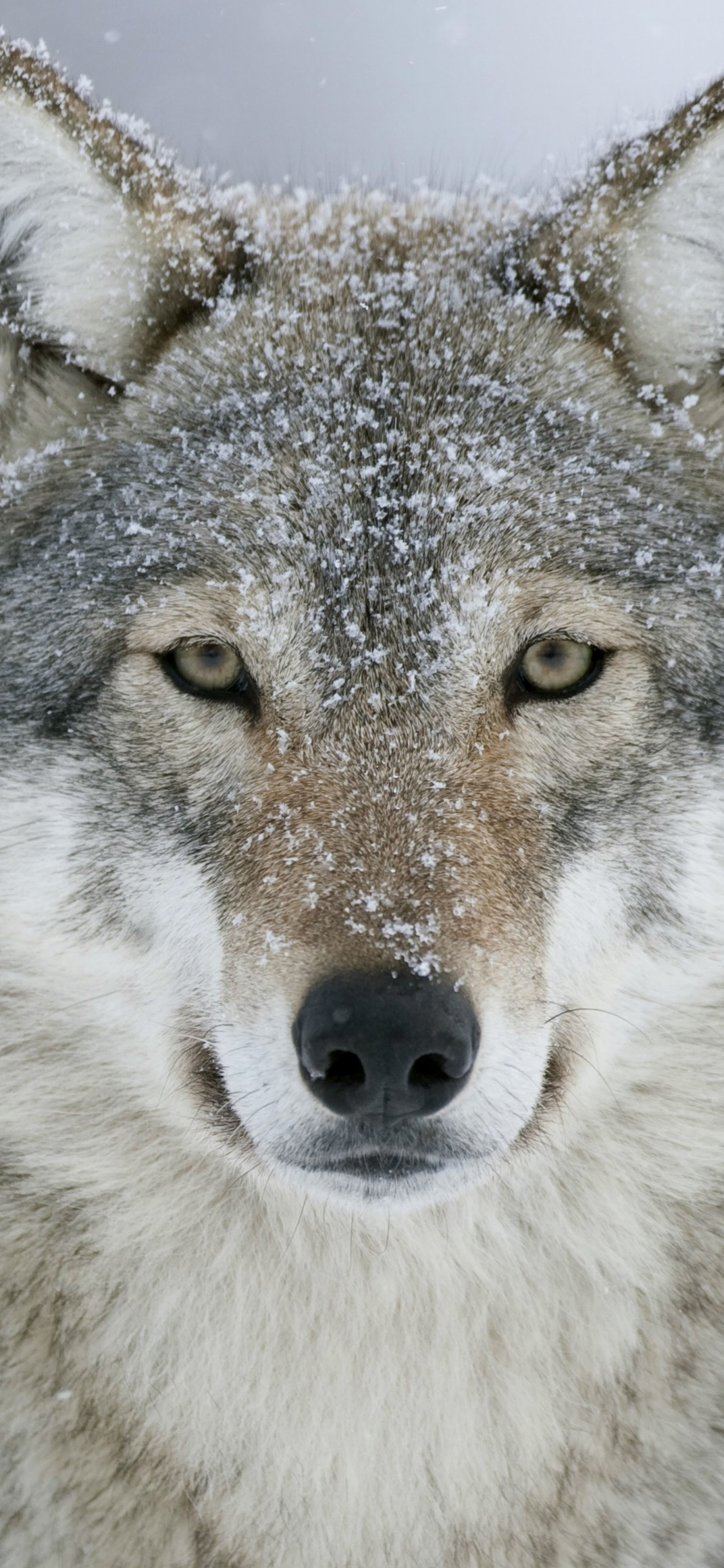 Gray Wolf, Majestic predator, Snowy wilderness, Untamed wilderness, 1130x2440 HD Phone