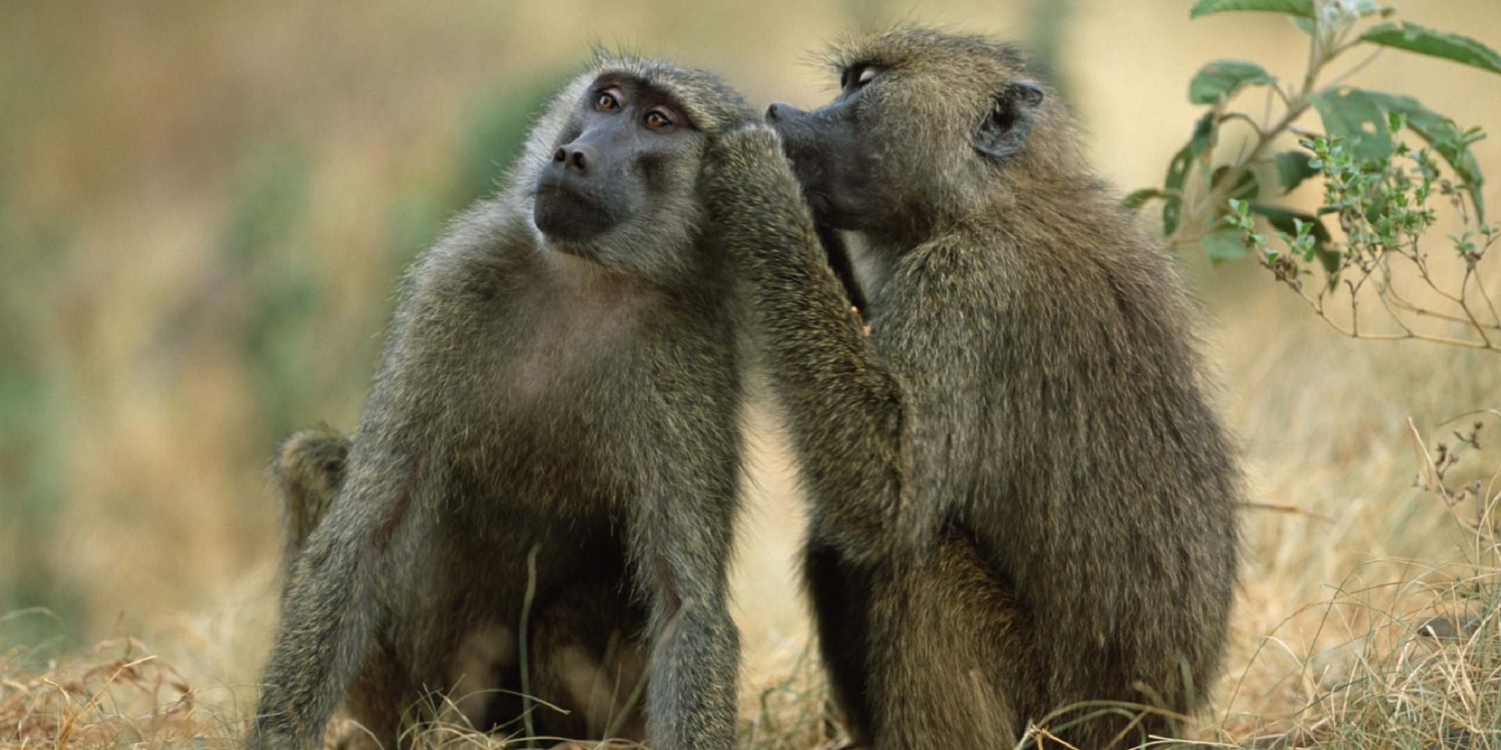 Couple, Baboon Wallpaper, 2160x1080 Dual Screen Desktop