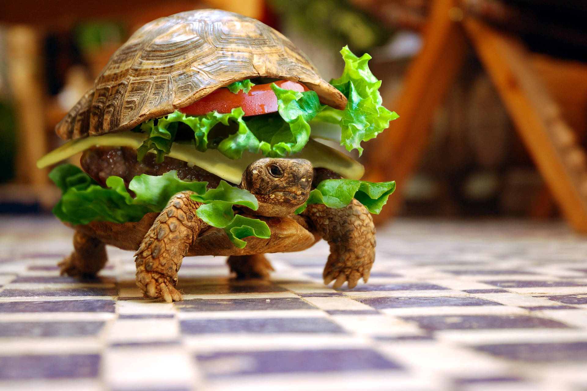 Turtle, Funny Wallpaper, 1920x1280 HD Desktop