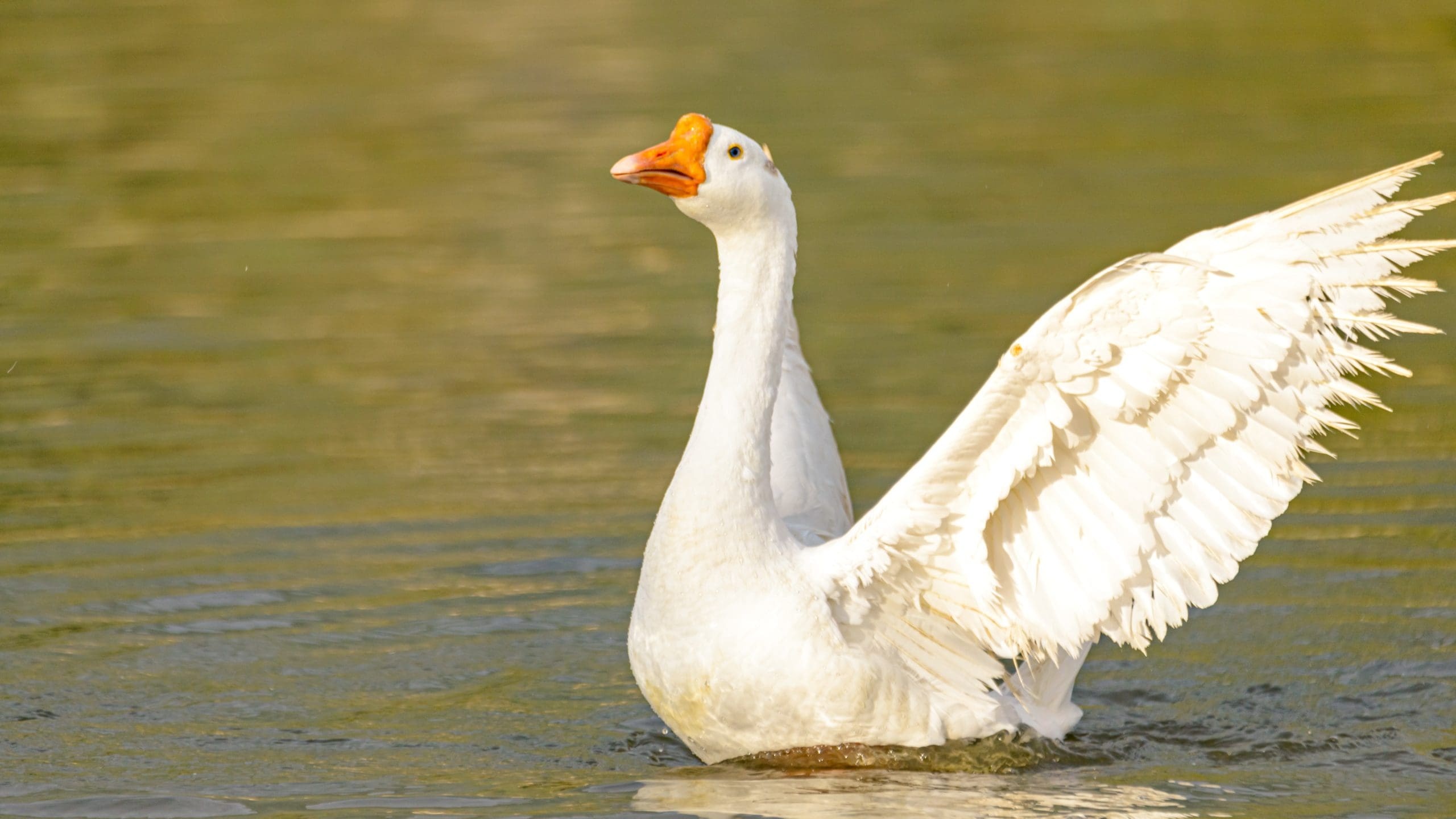 Goose symbolism, Totem bird, Spiritual meaning, Connection to nature, 2560x1440 HD Desktop