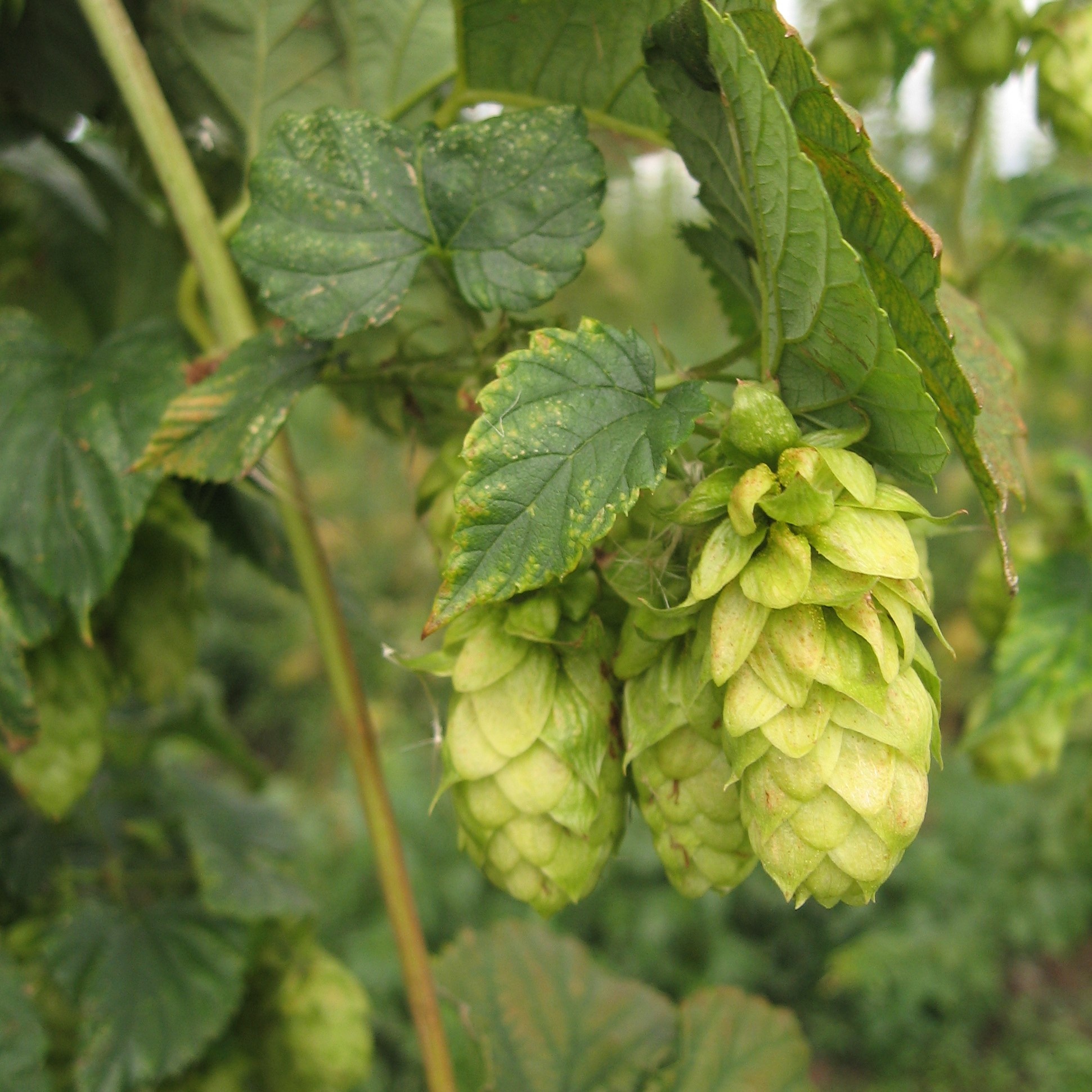 Admiral Brook House, Hops cultivation, Hop-growing expertise, Agriculture, 1950x1950 HD Phone