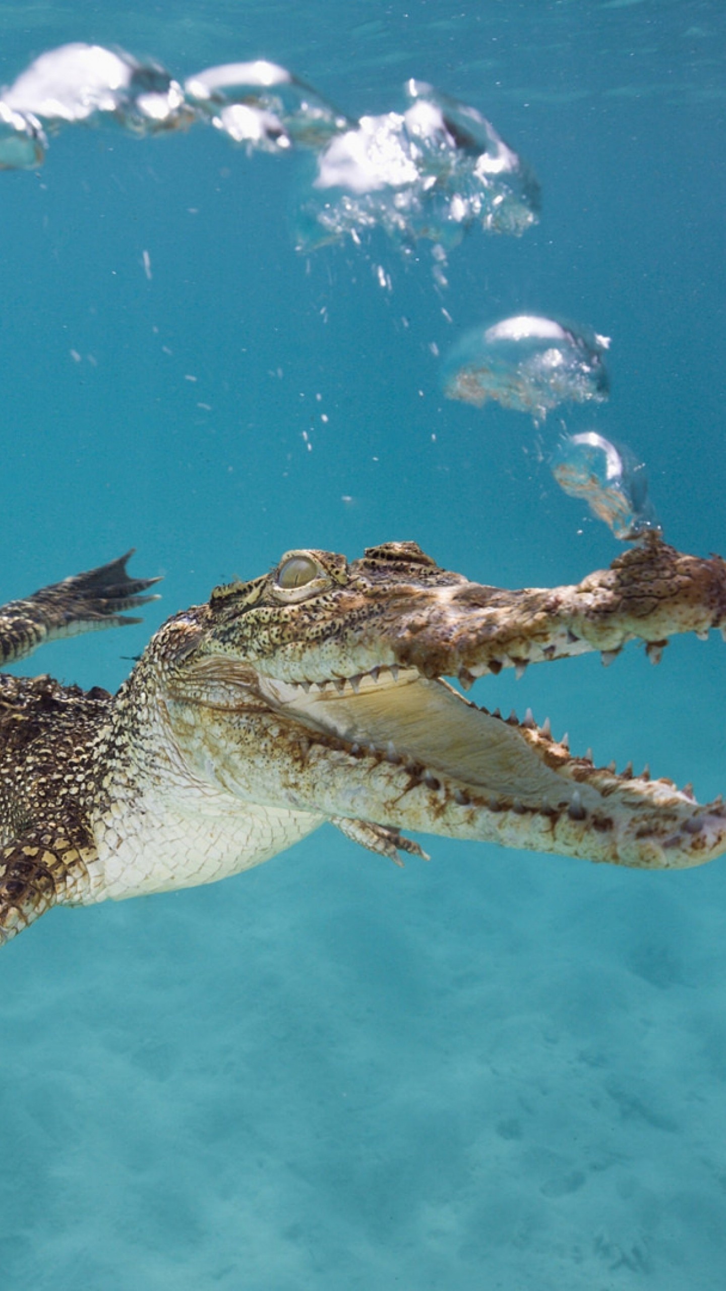 Crocodile, Reptile species, Aquatic predator, Powerful jaws, 1440x2560 HD Phone