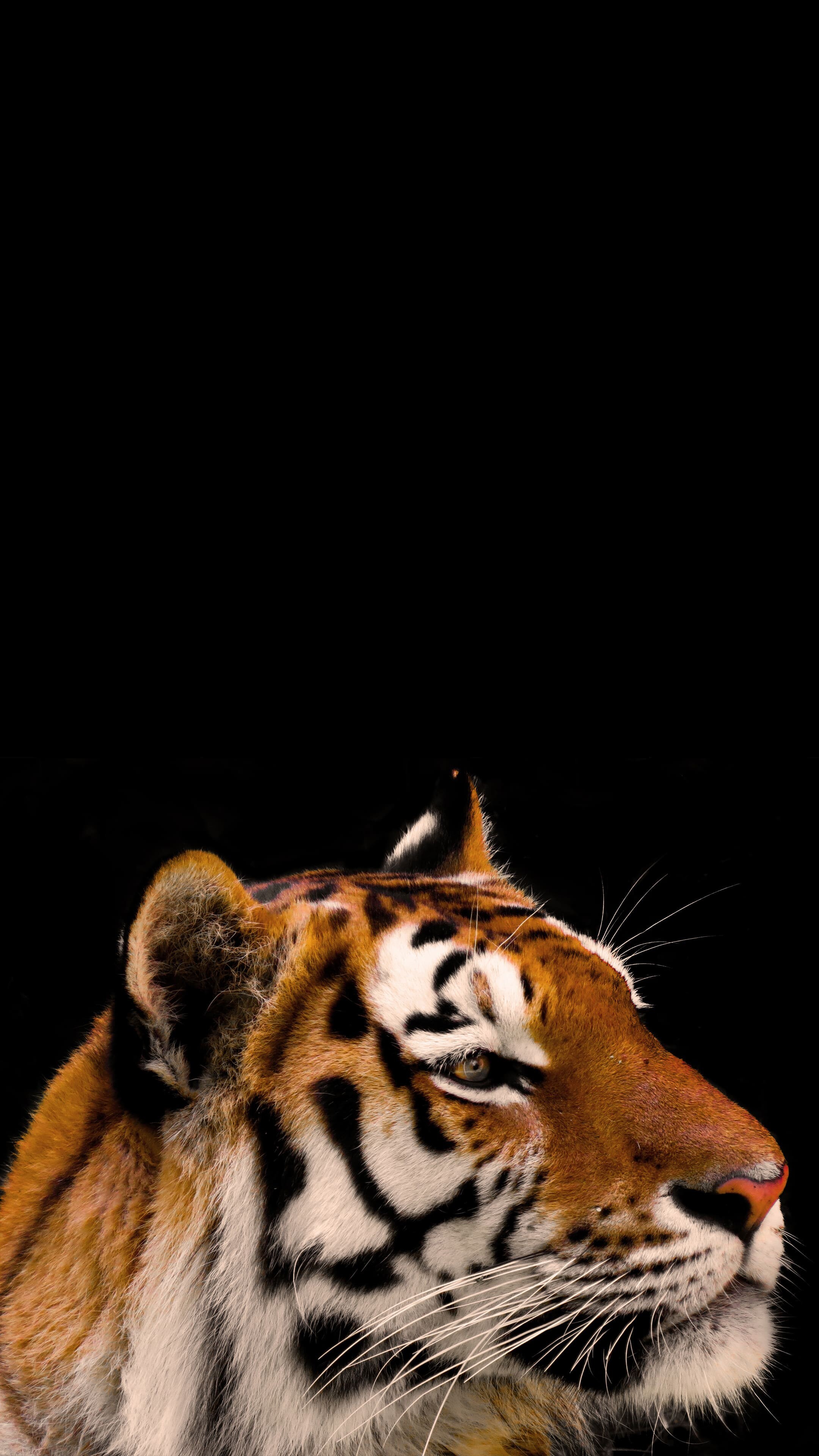 Tiger smartphone wallpaper, Vibrant display option, Captivating imagery, Striking beauty, 2160x3840 4K Phone