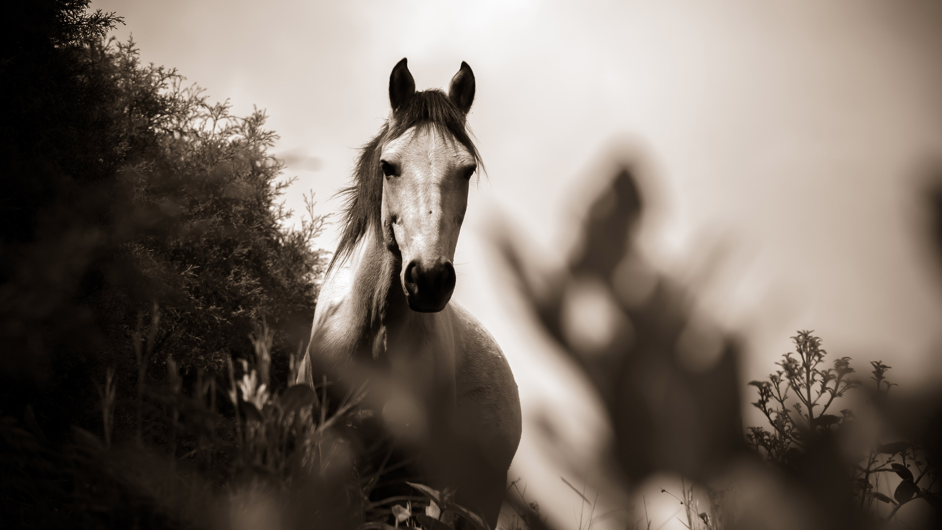 Grayscale horse wallpapers, Laptop backgrounds, High definition visuals, Monochromatic beauty, 1920x1080 Full HD Desktop