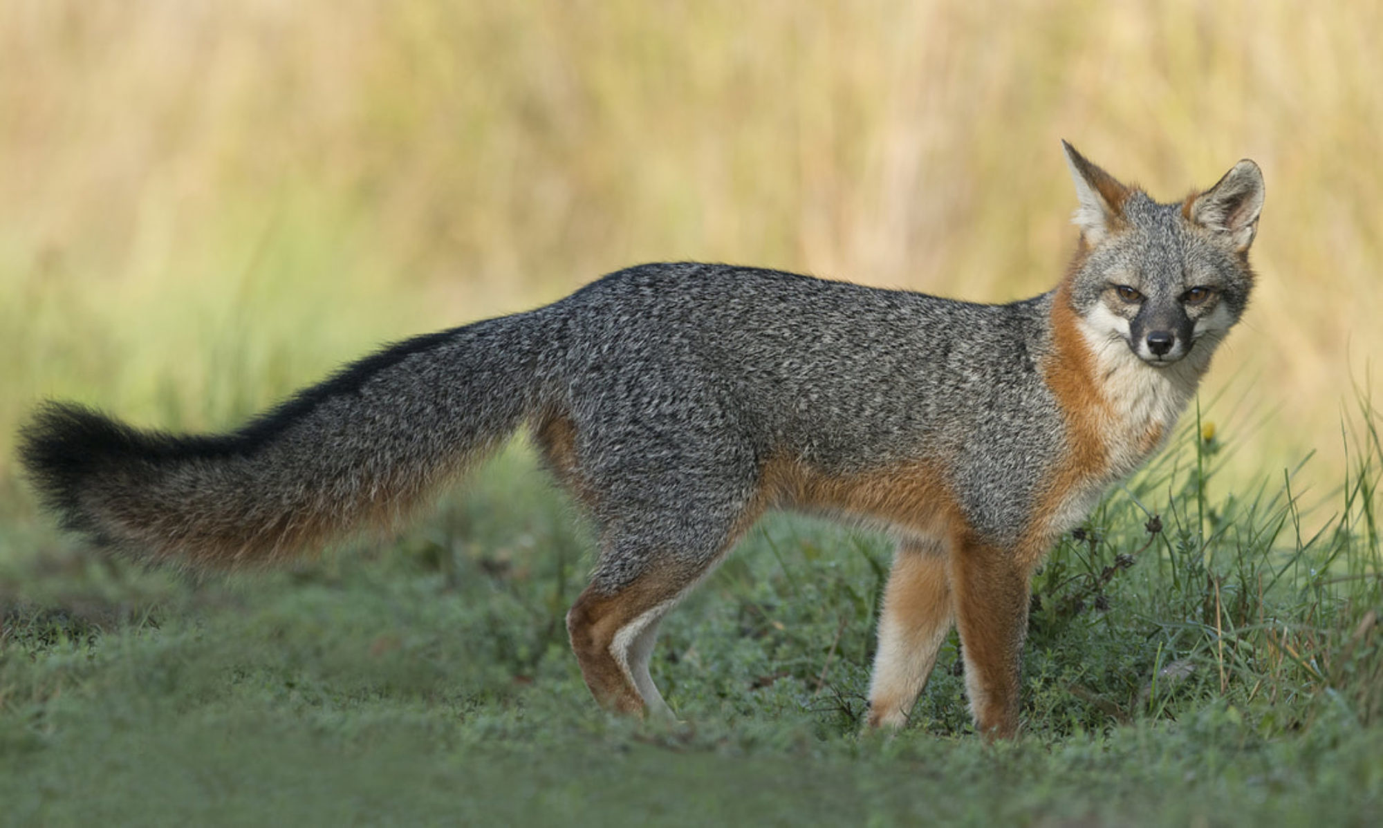 Gray Fox, Rough Country's fox hunting, Hunting adventure, Tracking elusive gray fox, 2000x1200 HD Desktop