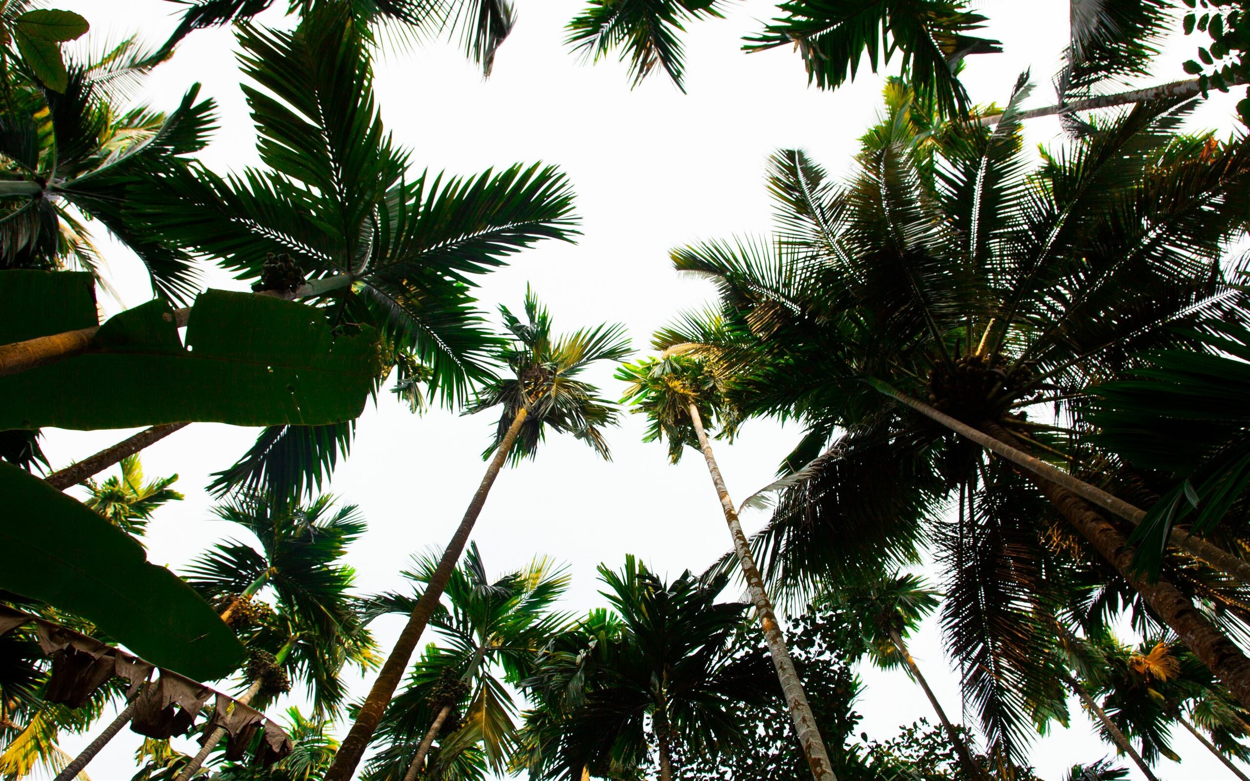 Palm Tree, Tropical paradise vibes, Lush greenery, Relaxed beach atmosphere, 2560x1600 HD Desktop