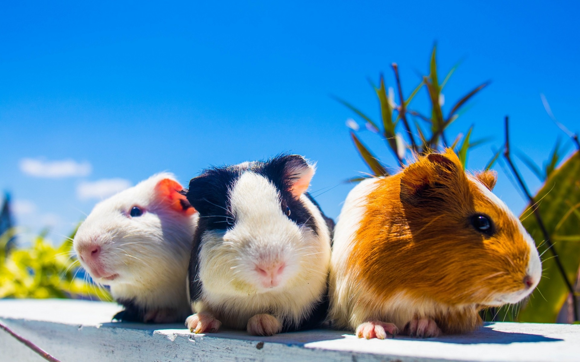 Guinea Pig, Adorable trio, Playful pets, Black and white cuties, 1920x1200 HD Desktop