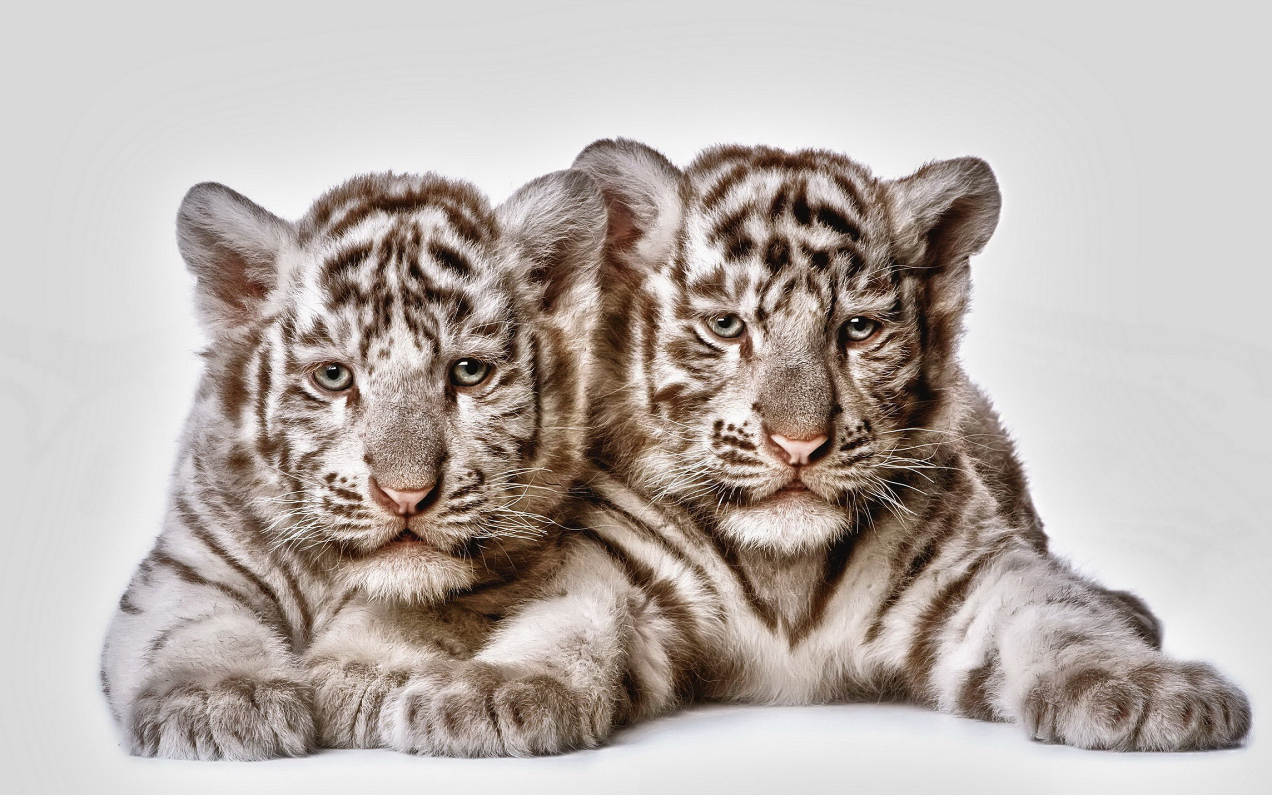 Siblings, Tiger Cub Wallpaper, 2560x1600 HD Desktop