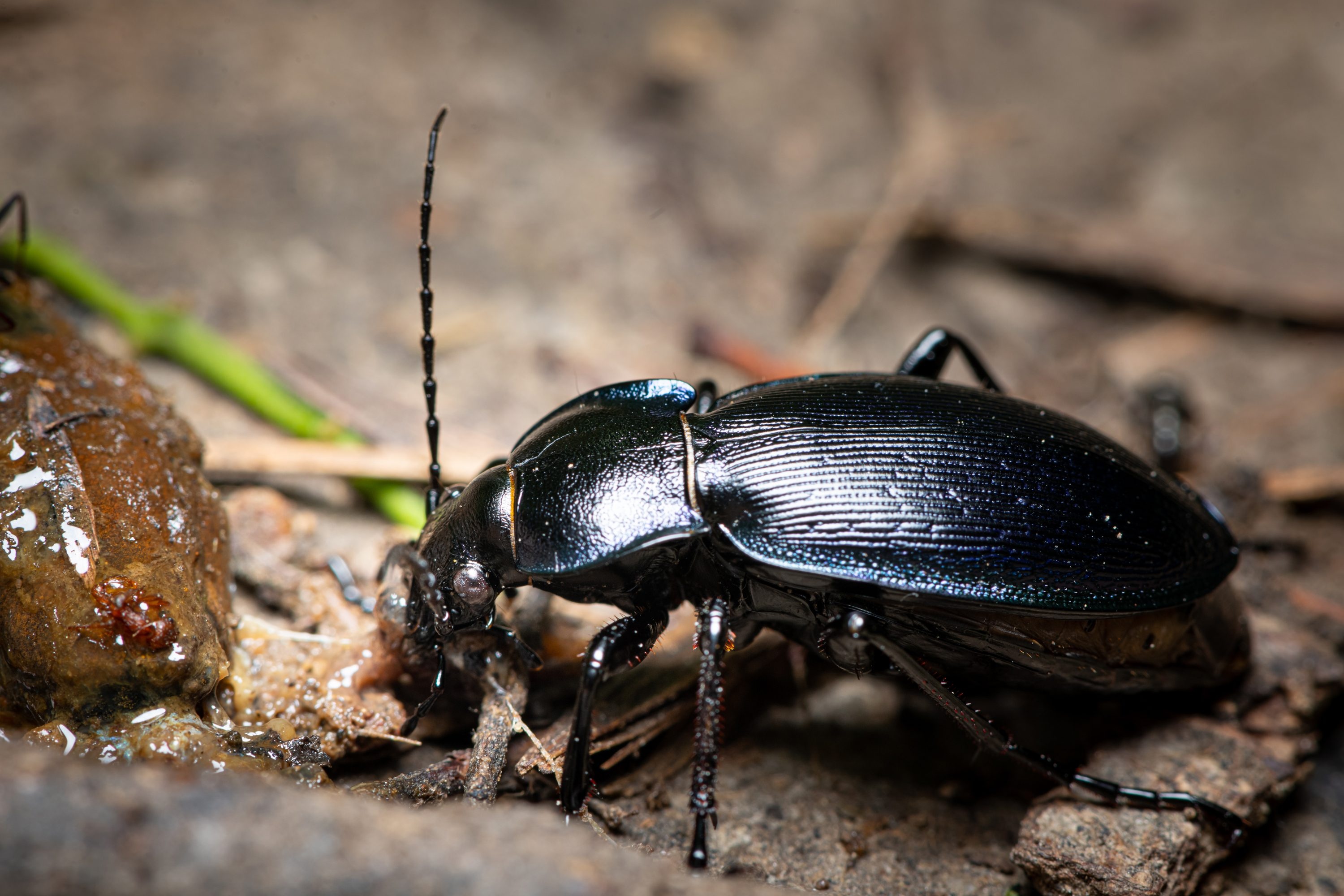 Beetle, British beetle guide, Identify, Countryfile, 3000x2000 HD Desktop