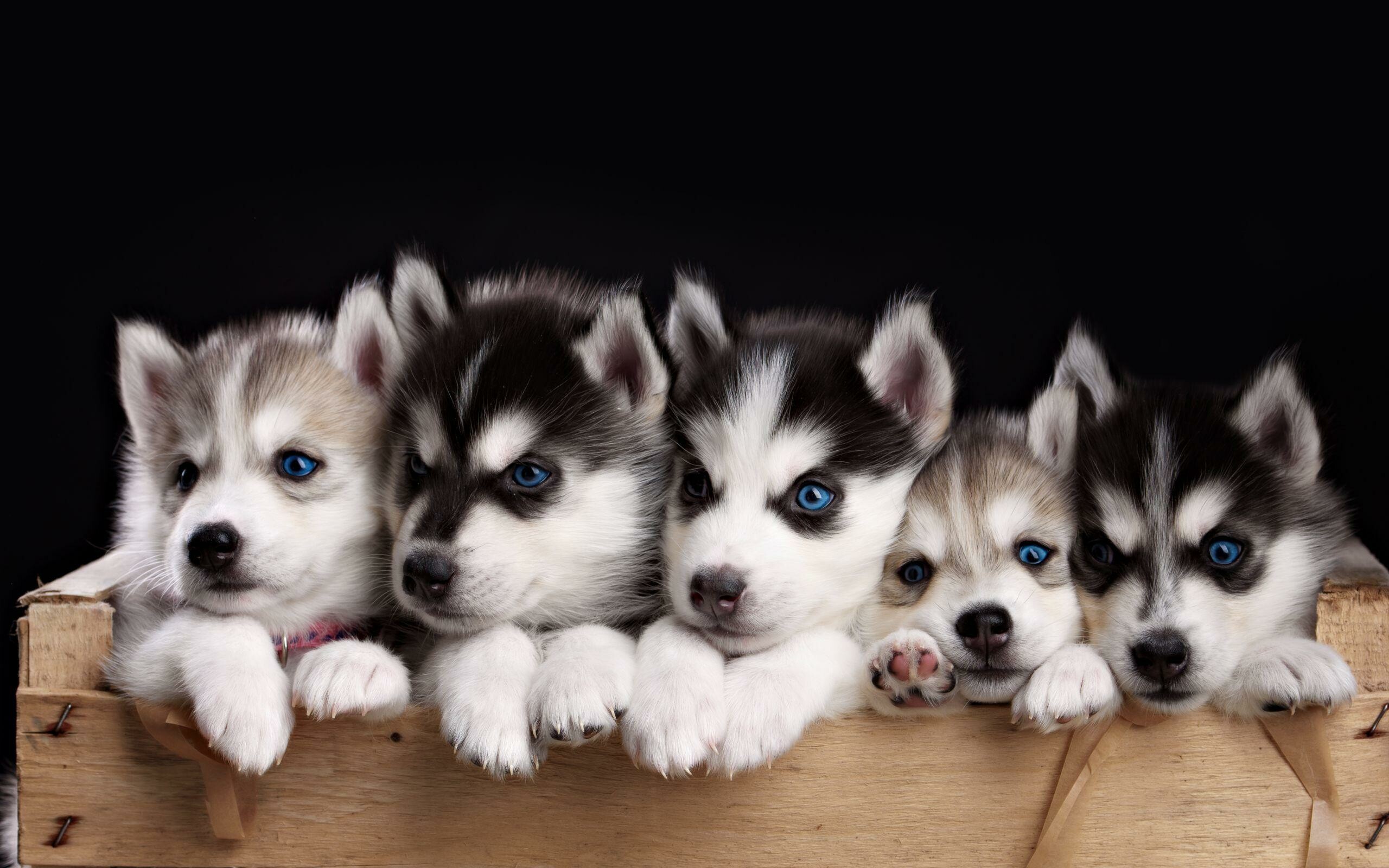 Siblings, Siberian Huskies Wallpaper, 2560x1600 HD Desktop