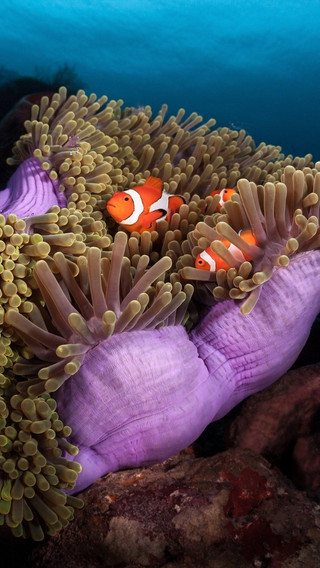 Desktop clownfish charm, Versatile wallpapers, Mobile delight, Laptop beauty, 1080x1920 Full HD Phone