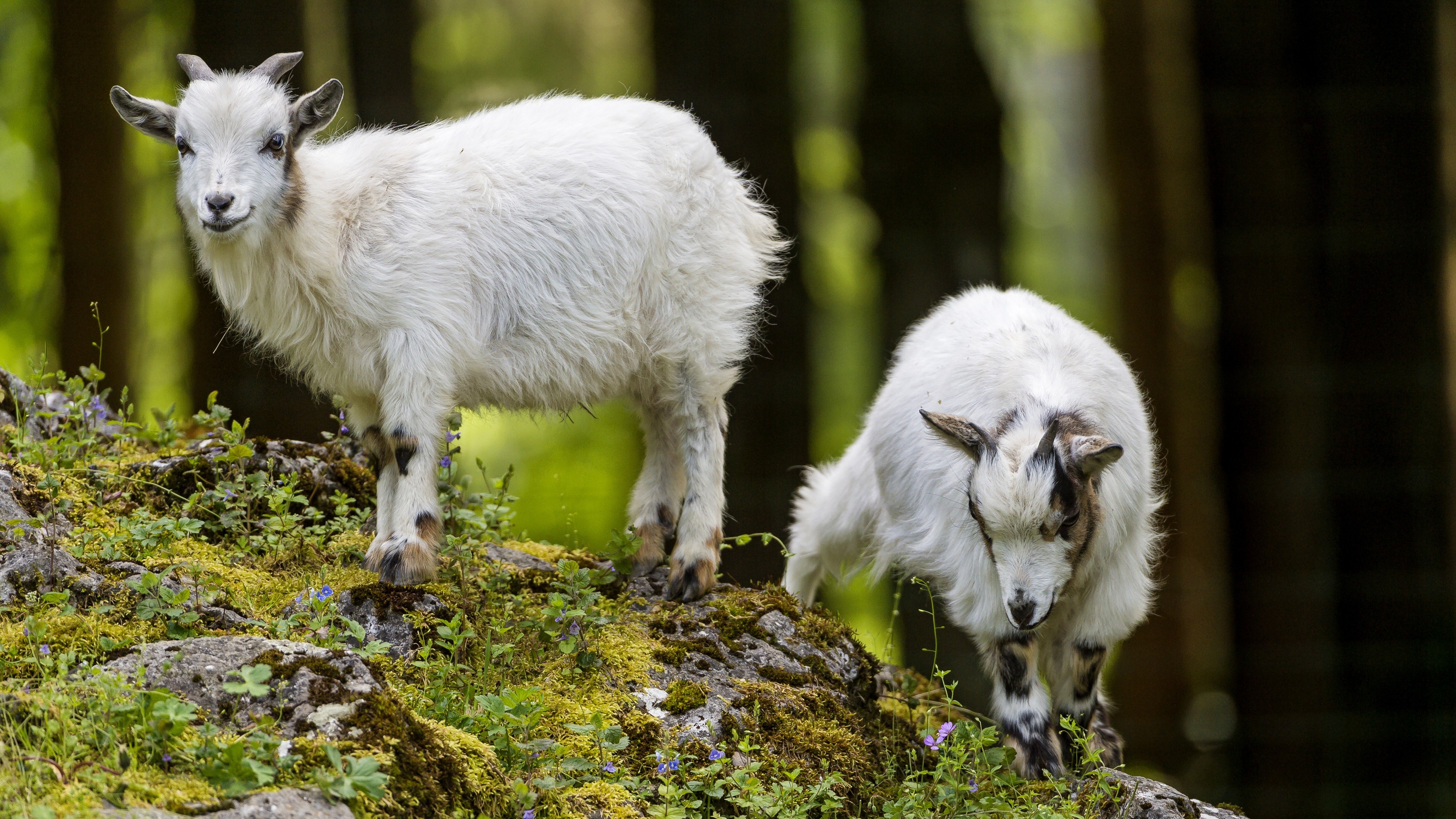 Siblings, Goats Wallpaper, 3840x2160 4K Desktop