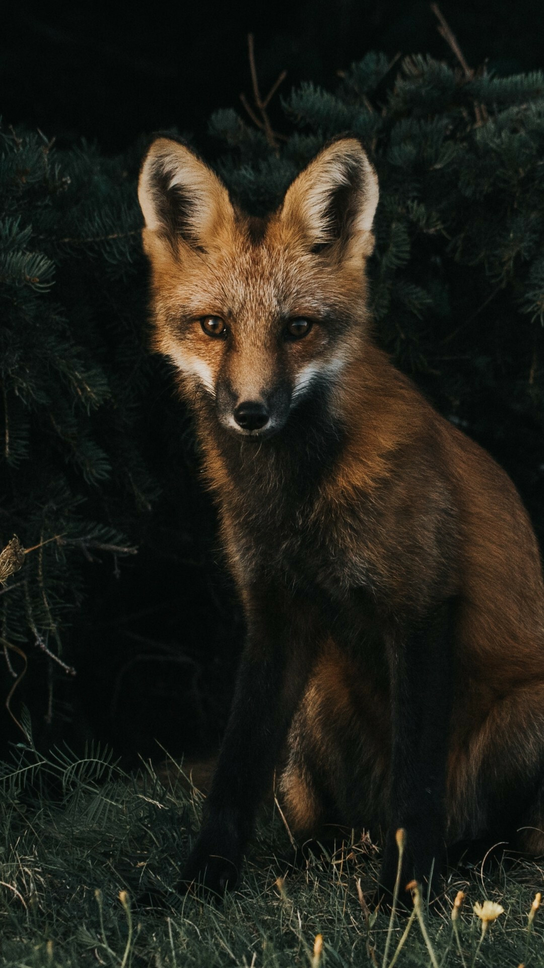 Fox in grass, Predator wallpaper, iPhone, Sony Xperia, 1080x1920 Full HD Phone