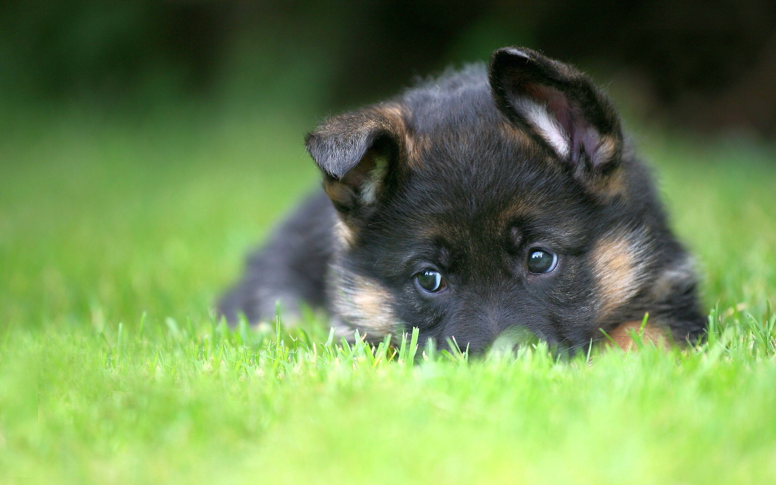 Puppy, German Shepherds Wallpaper, 2560x1600 HD Desktop