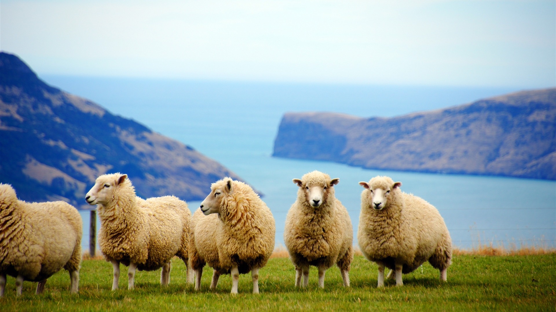 Sheep by the coast, Playful animals, Beachside frolics, Sunny day, 1920x1080 Full HD Desktop