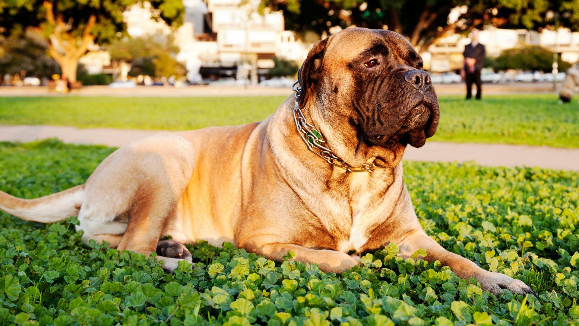 Bullmastiff, Wallpapers, Animal HQ, 4K pictures, 1920x1080 Full HD Desktop