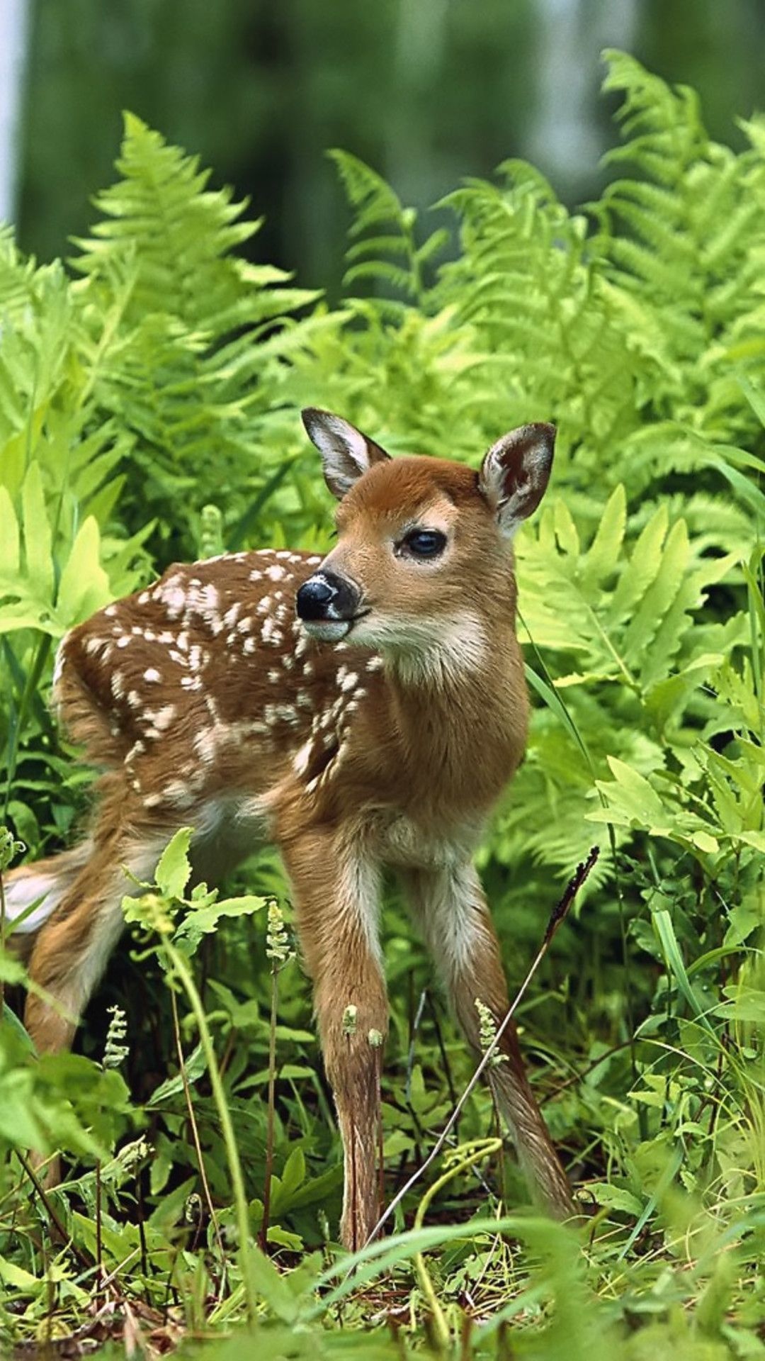 Baby deer, Wild Animals Wallpaper, 1080x1920 Full HD Phone