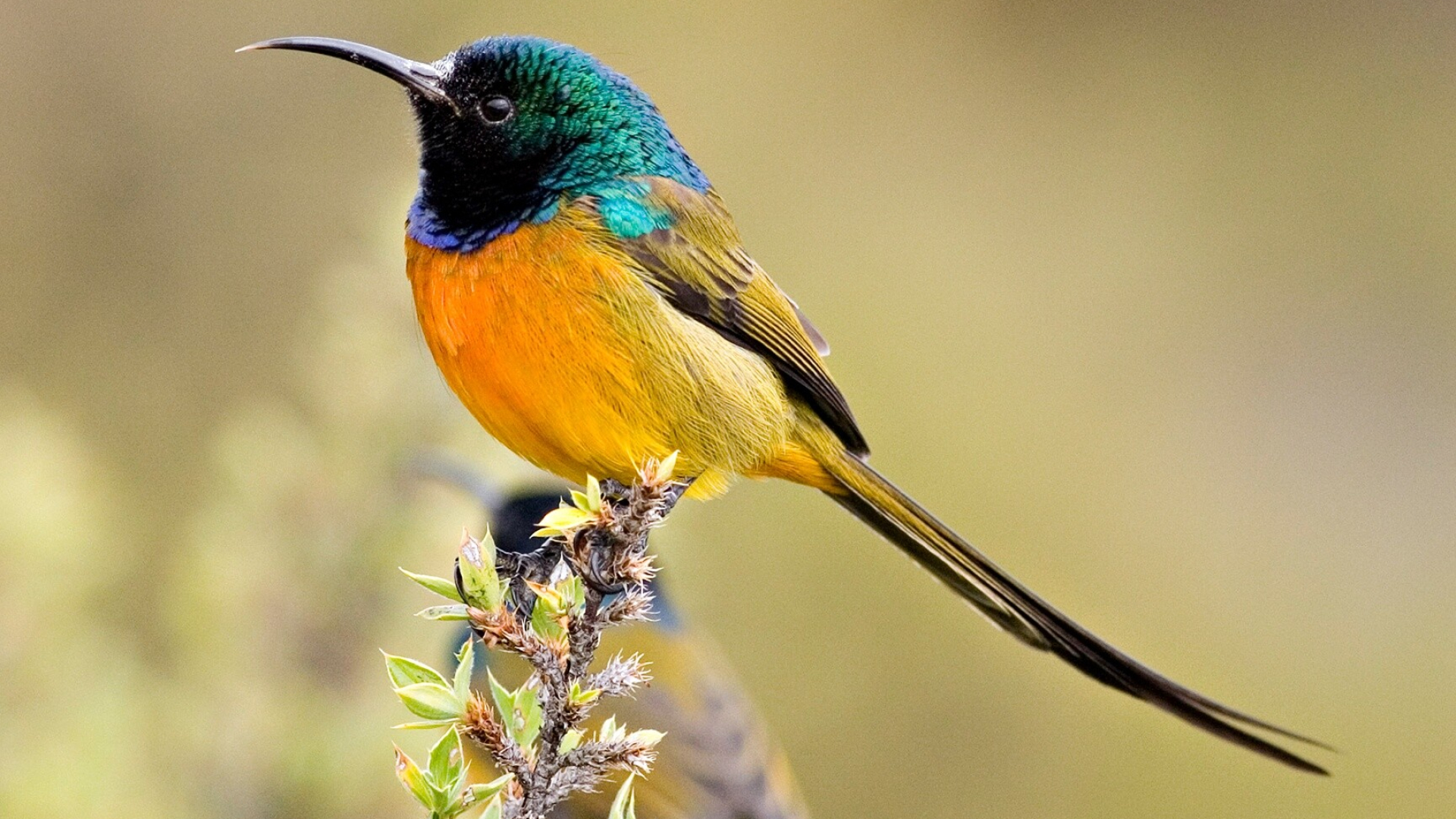 Orange-breasted sunbird, Birds Wallpaper, 1920x1080 Full HD Desktop