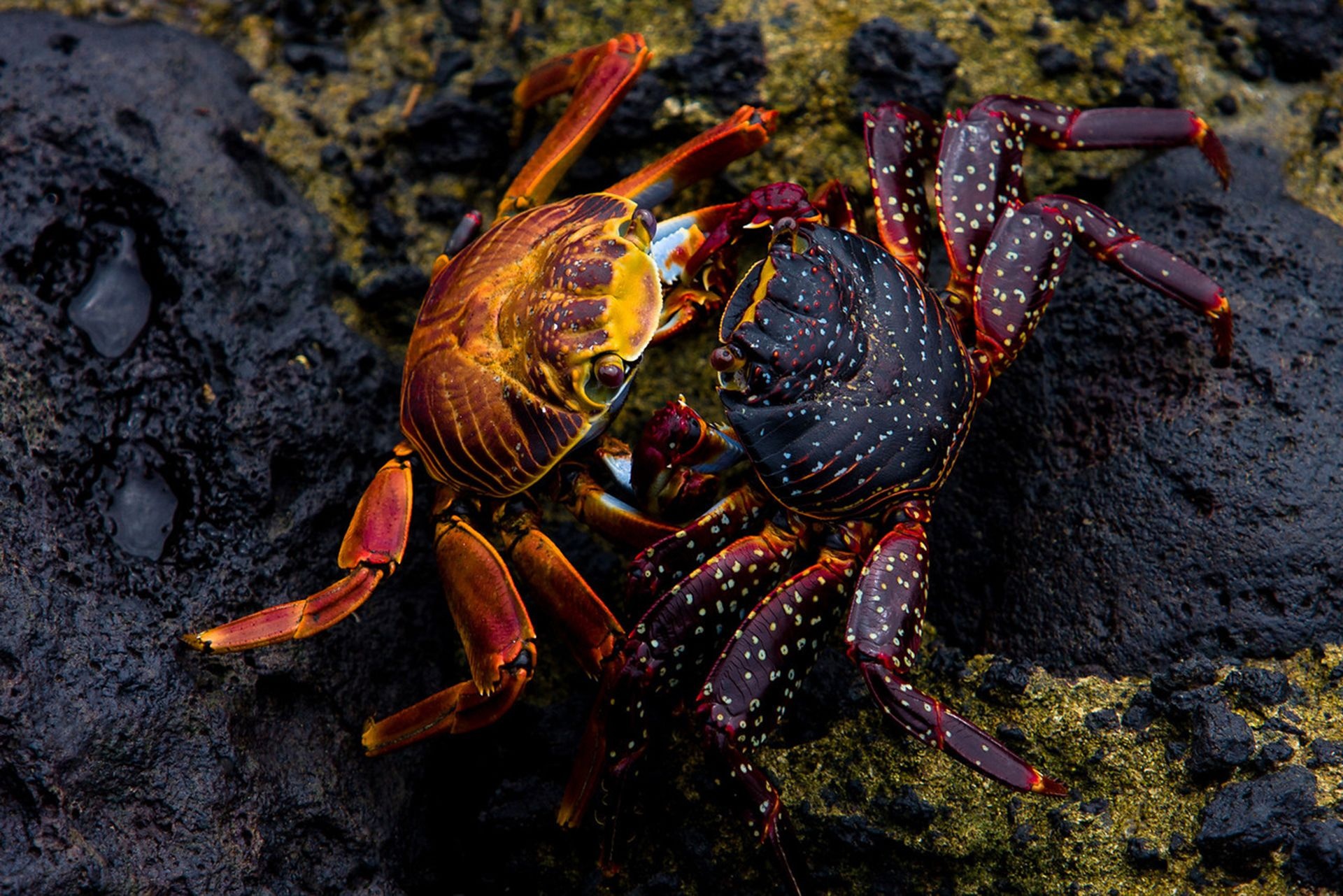 Crab, Form exercise ideas, Sea crab, Crustaceans, 1920x1290 HD Desktop