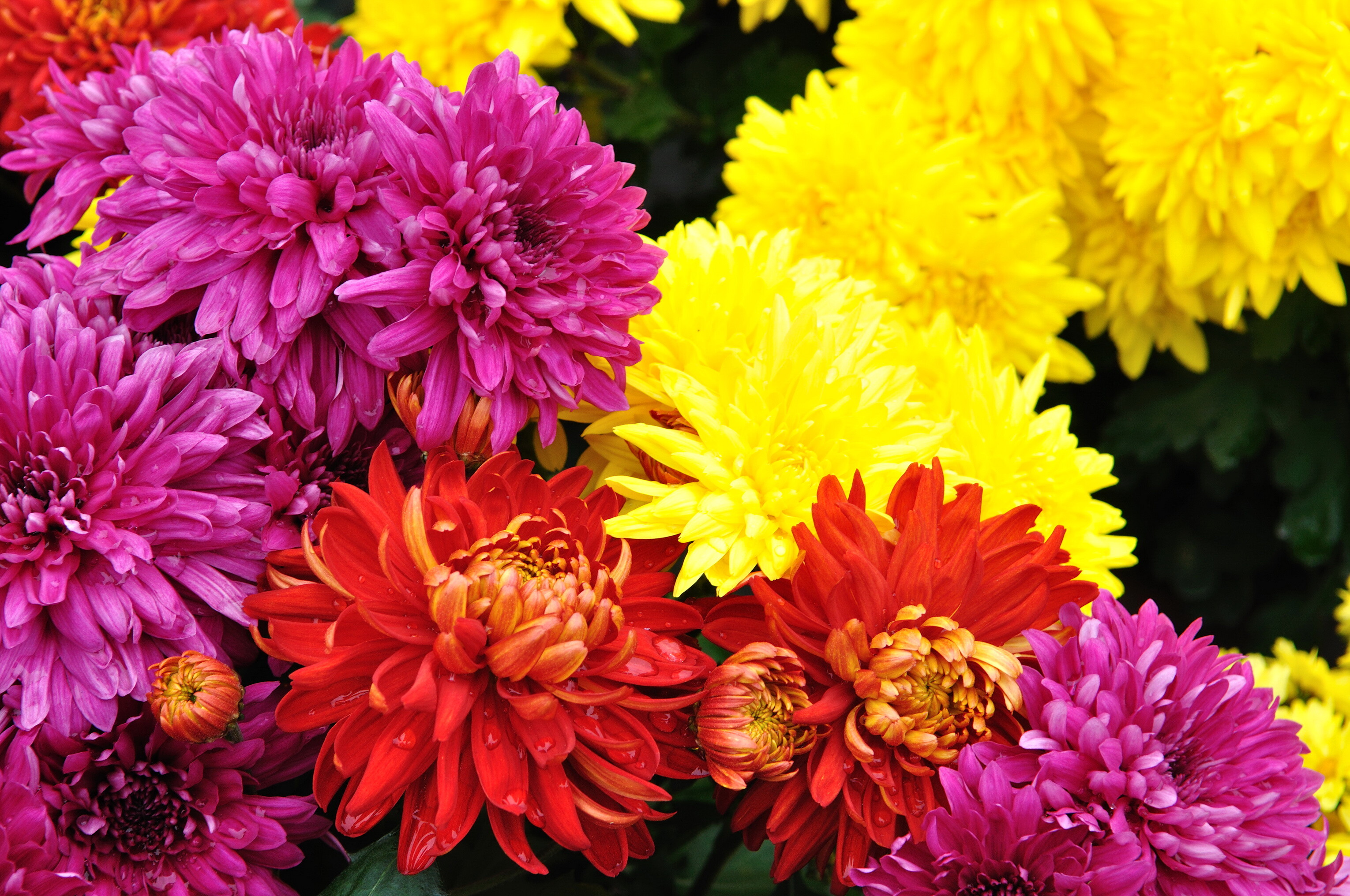 Chrysanthemum, Many flowers, HD wallpapers, Stunning mobile backgrounds, 3060x2040 HD Desktop