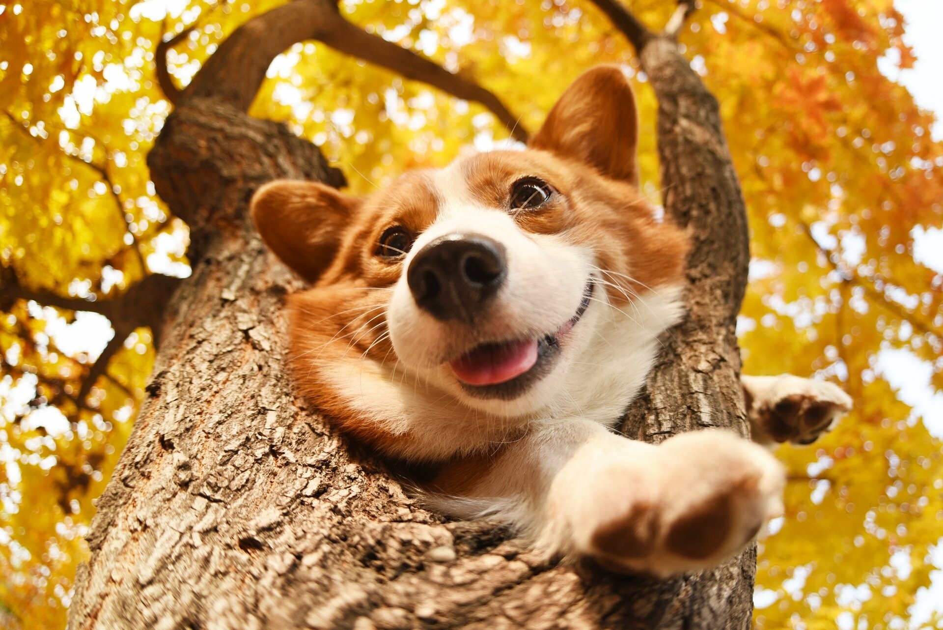 4K Ultra HD, Corgi wallpapers, Background images, 1920x1290 HD Desktop