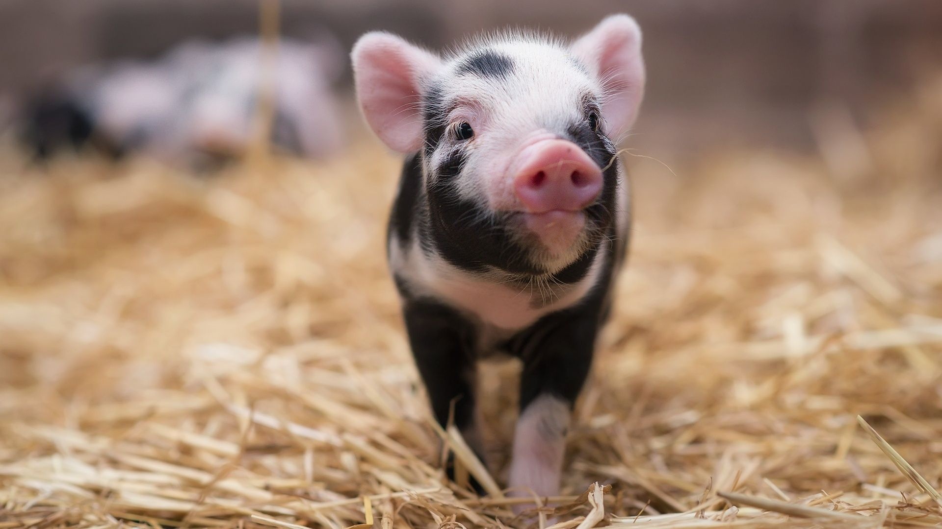 Charming piglets, Barnyard buddies, Playful snouts, Gentle oinks, 1920x1080 Full HD Desktop