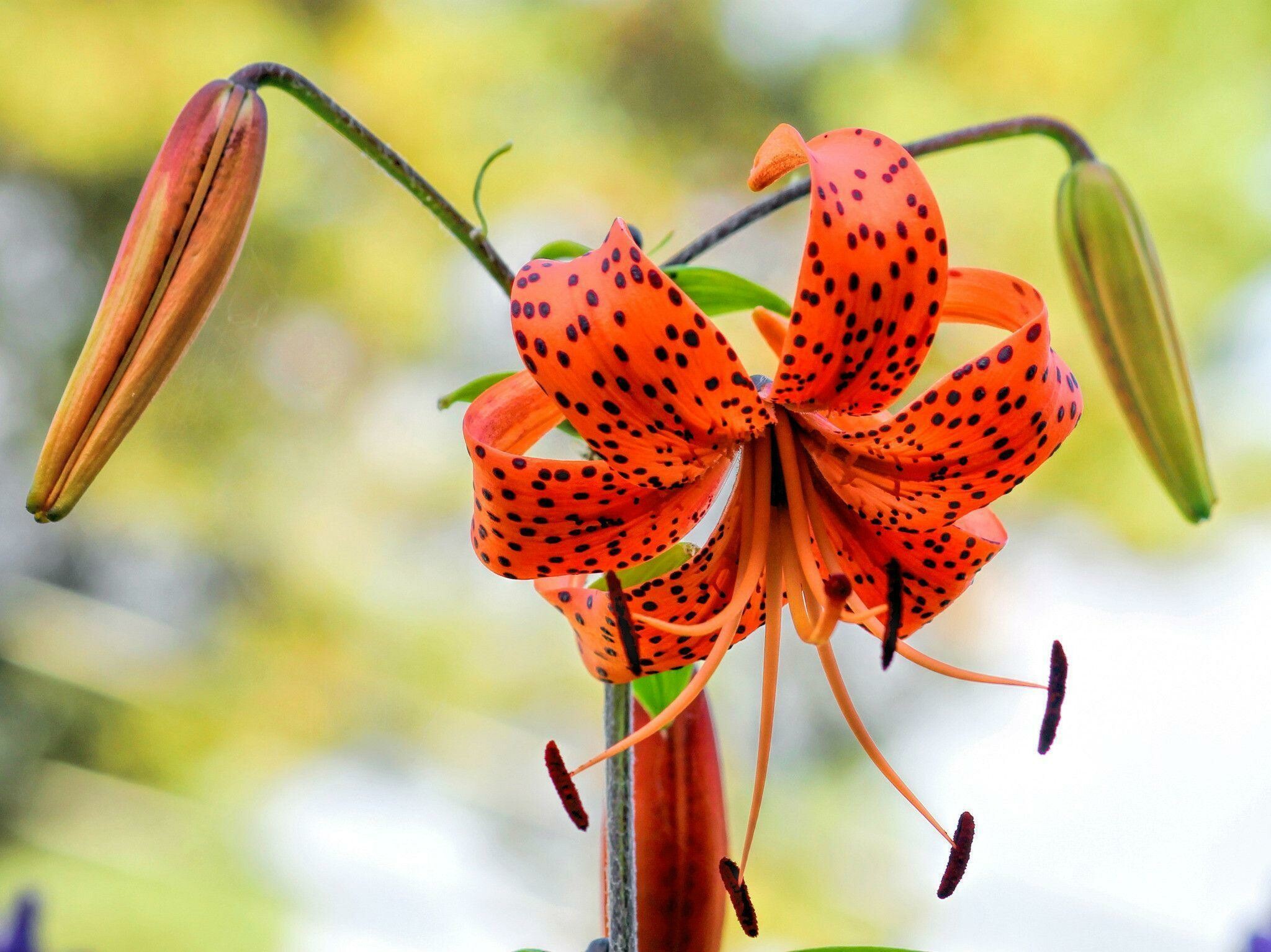 Tiger Lily, Lilies Wallpaper, 2050x1540 HD Desktop