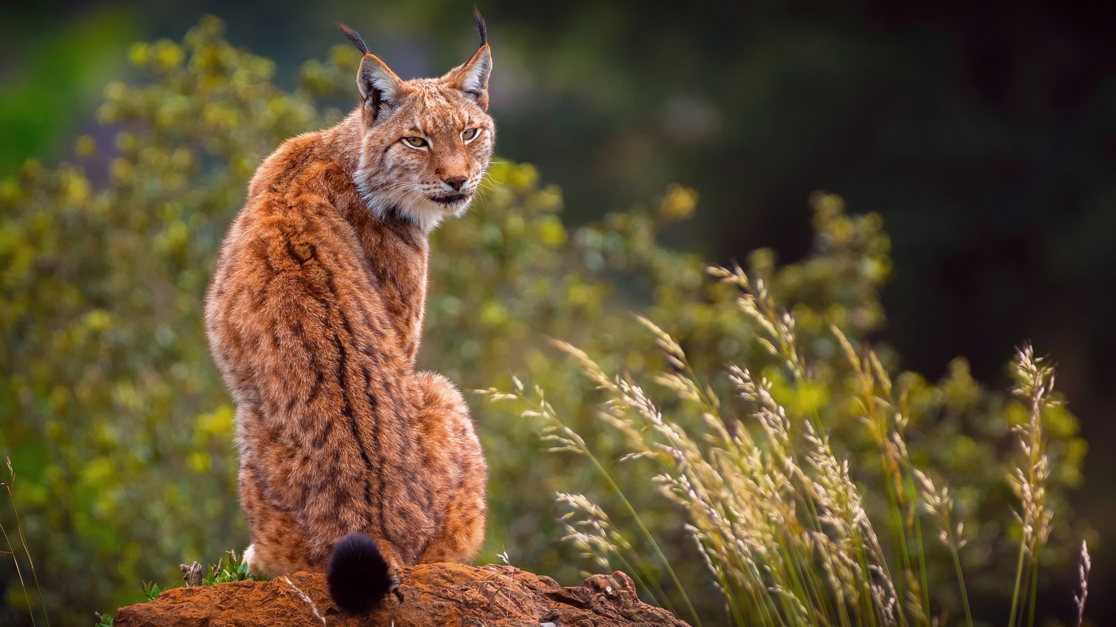 Lynx predator, Fierce guardian, 4K HD wallpapers, Visual masterpiece, 3840x2160 4K Desktop