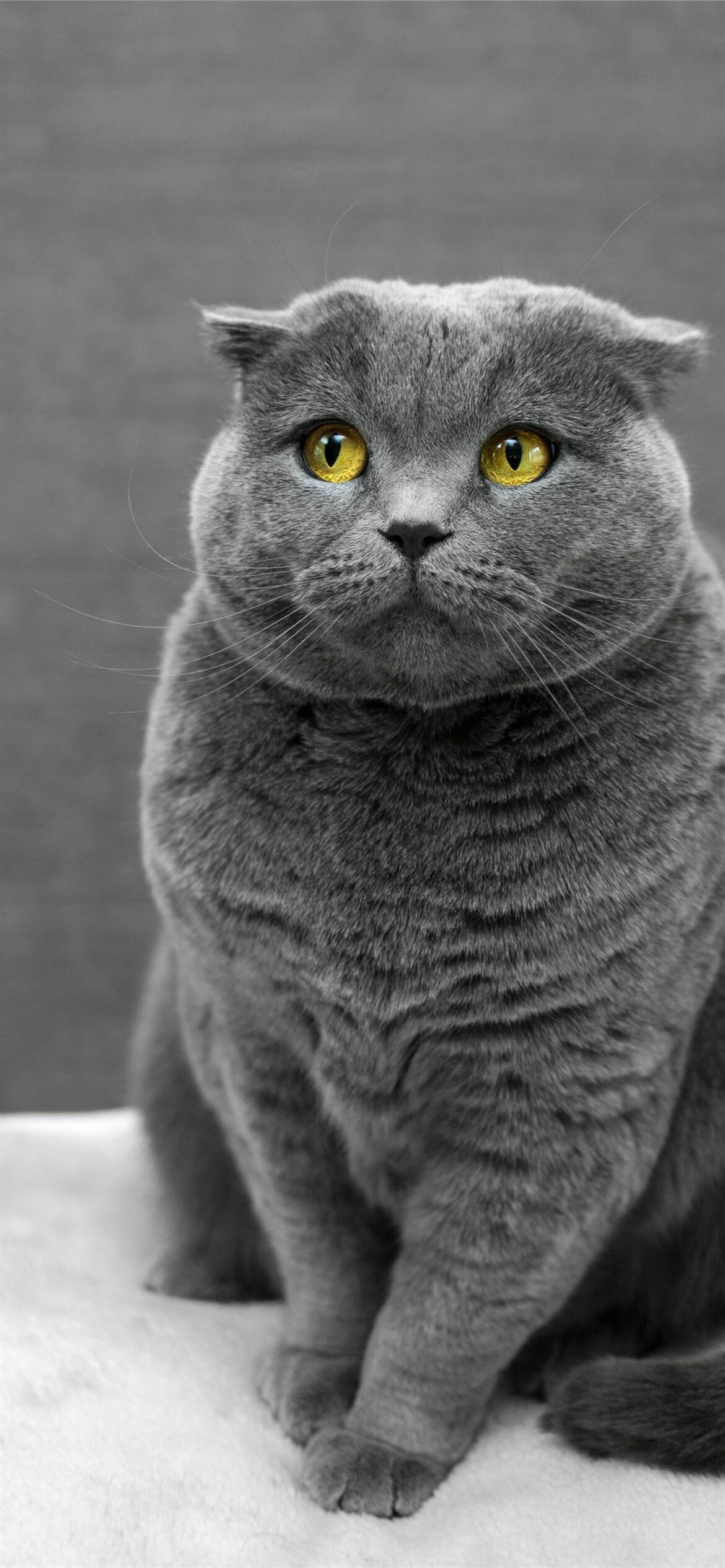 Scottish Fold, Best cat, iPhone 12, HD wallpapers, 1170x2540 HD Phone