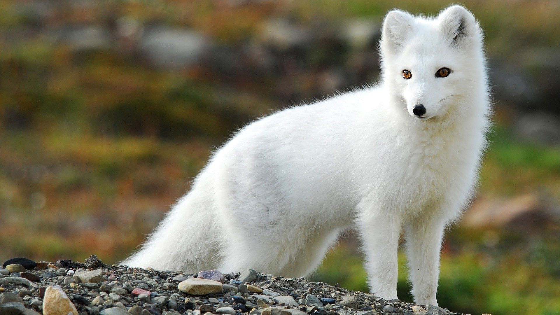 Arctic fox marvel, Stunning wallpaper, Wondrous creature, Arctic vibes, 1920x1080 Full HD Desktop