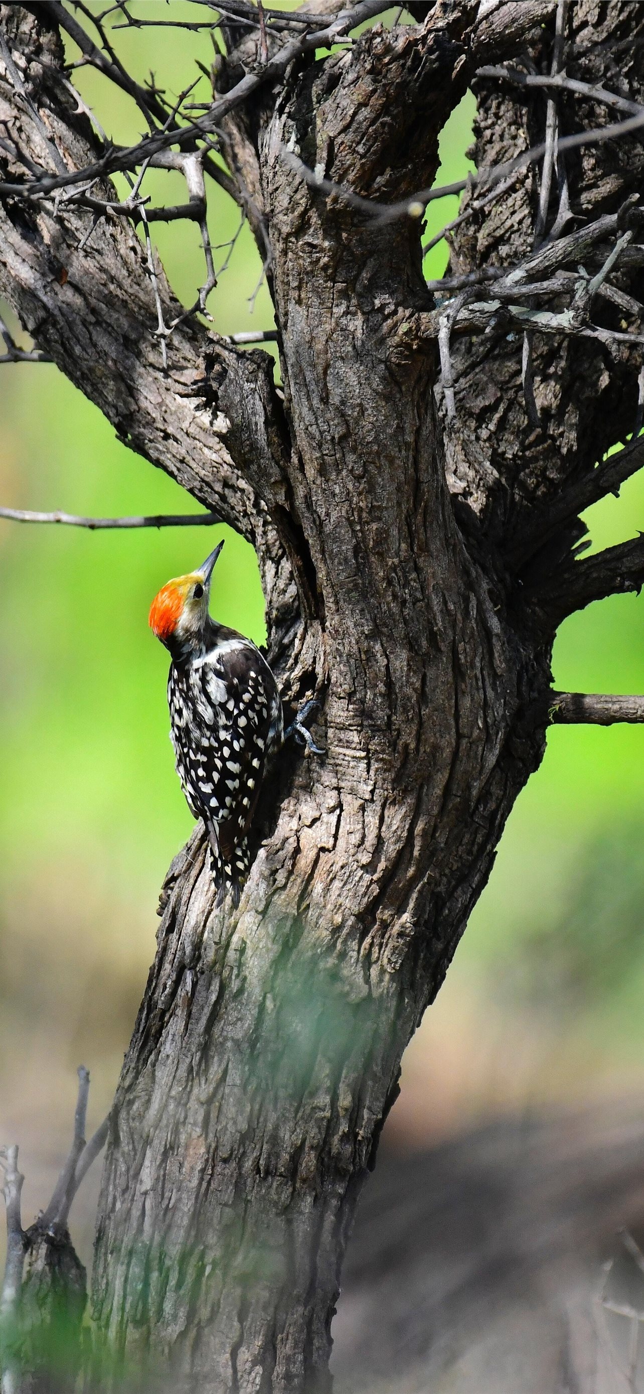 The yellow-crowned, Woodpecker Wallpaper, 1290x2780 HD Phone