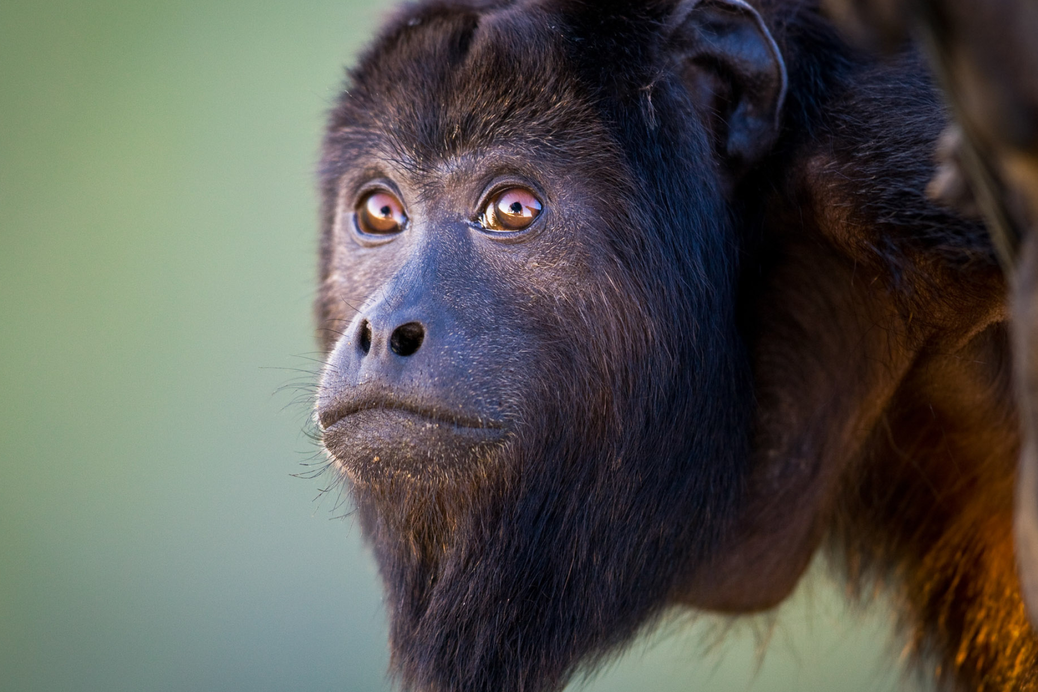 Howler Monkey, Face, Will Burrard Lucas, Expressive, 2050x1370 HD Desktop