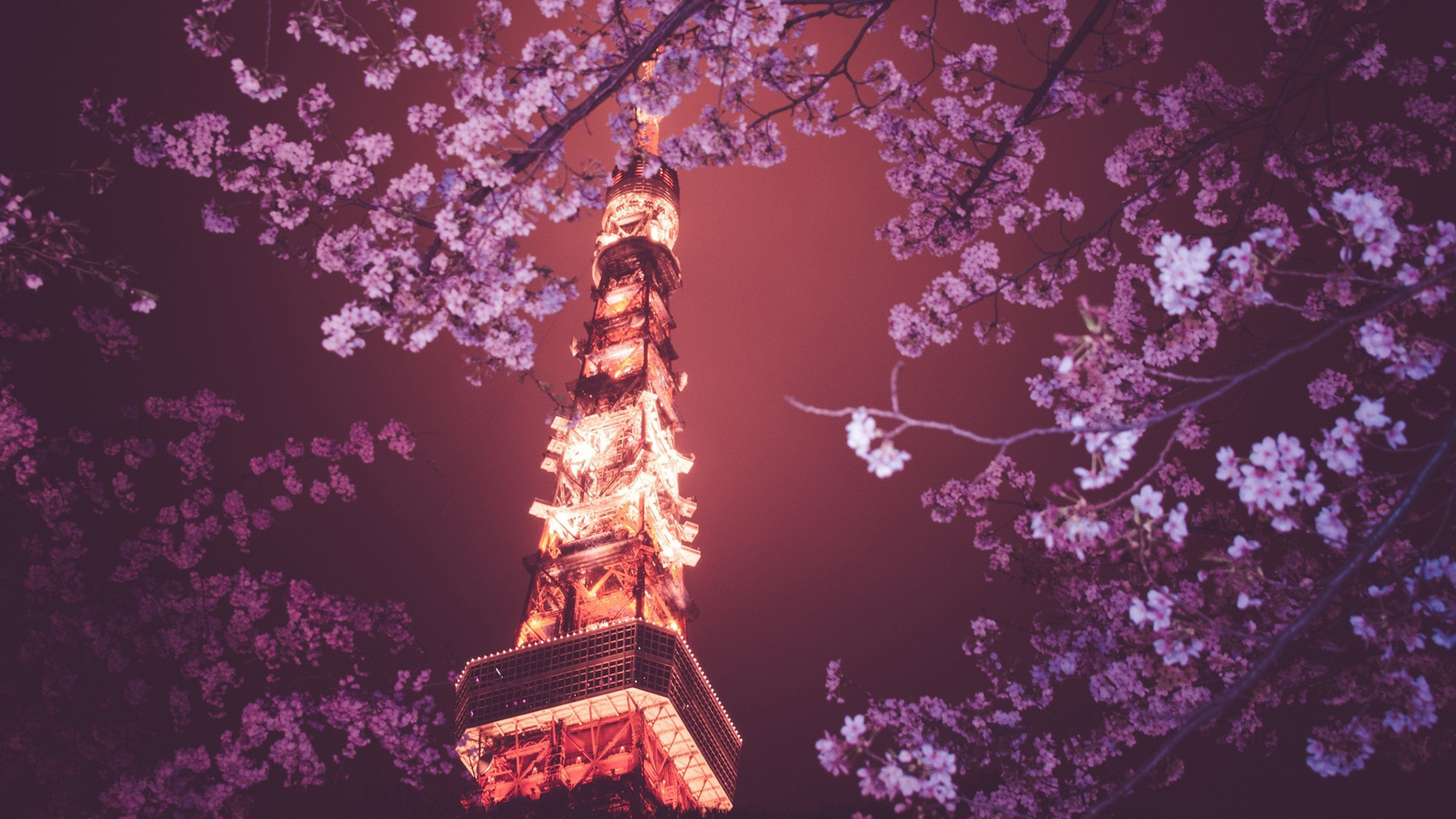 Sakura blossom, Tokyo Tower Wallpaper, 3840x2160 4K Desktop